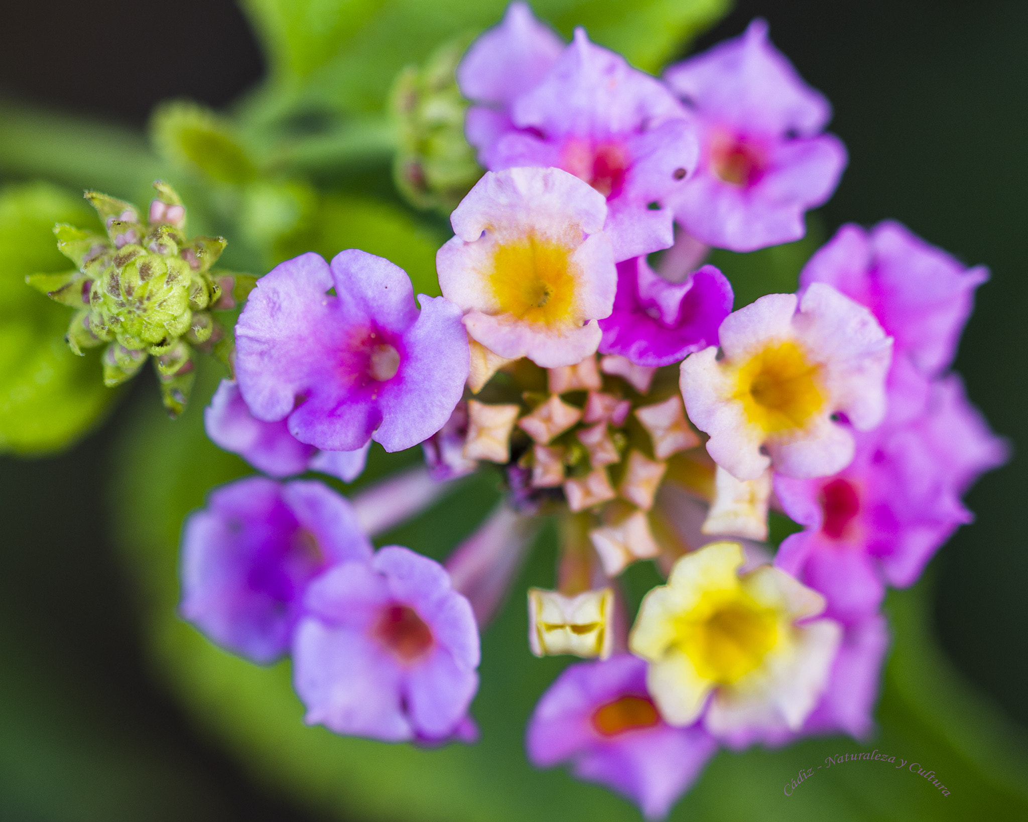 Sigma 105mm F2.8 EX DG OS HSM sample photo. Colores ... photography