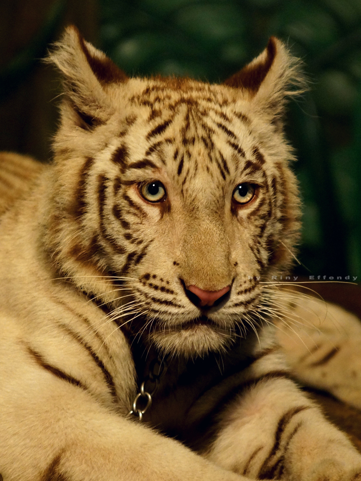 Sony SLT-A77 sample photo. Tiger, batu secret zoo - east java 20160827 photography