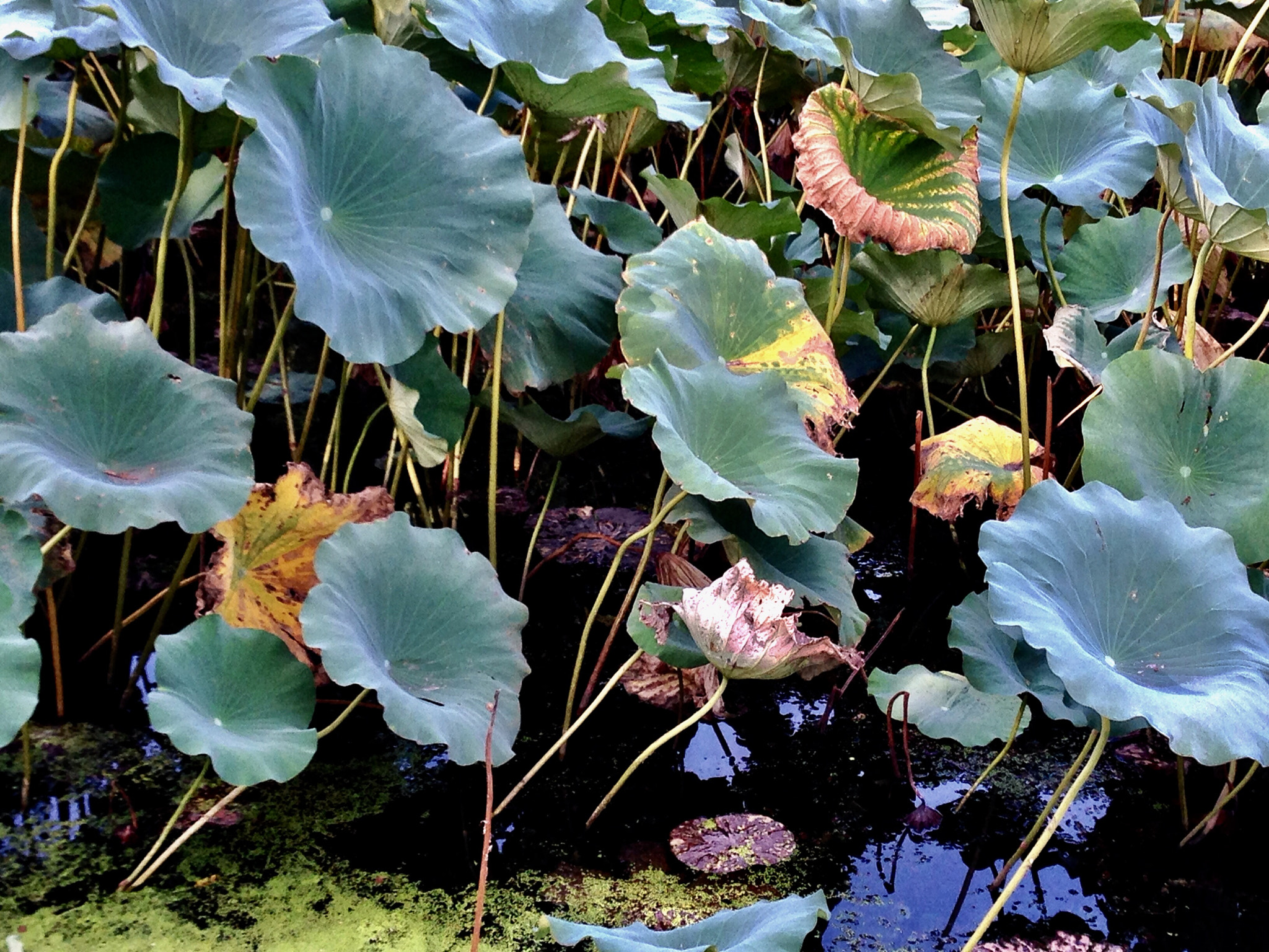 Apple iPhone5,2 sample photo. Decaying lotus 衰败的荷叶 photography