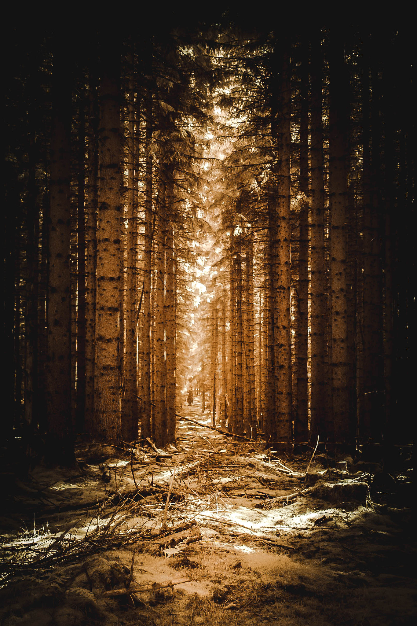 Nikon D70s sample photo. Forest of fears (3) photography