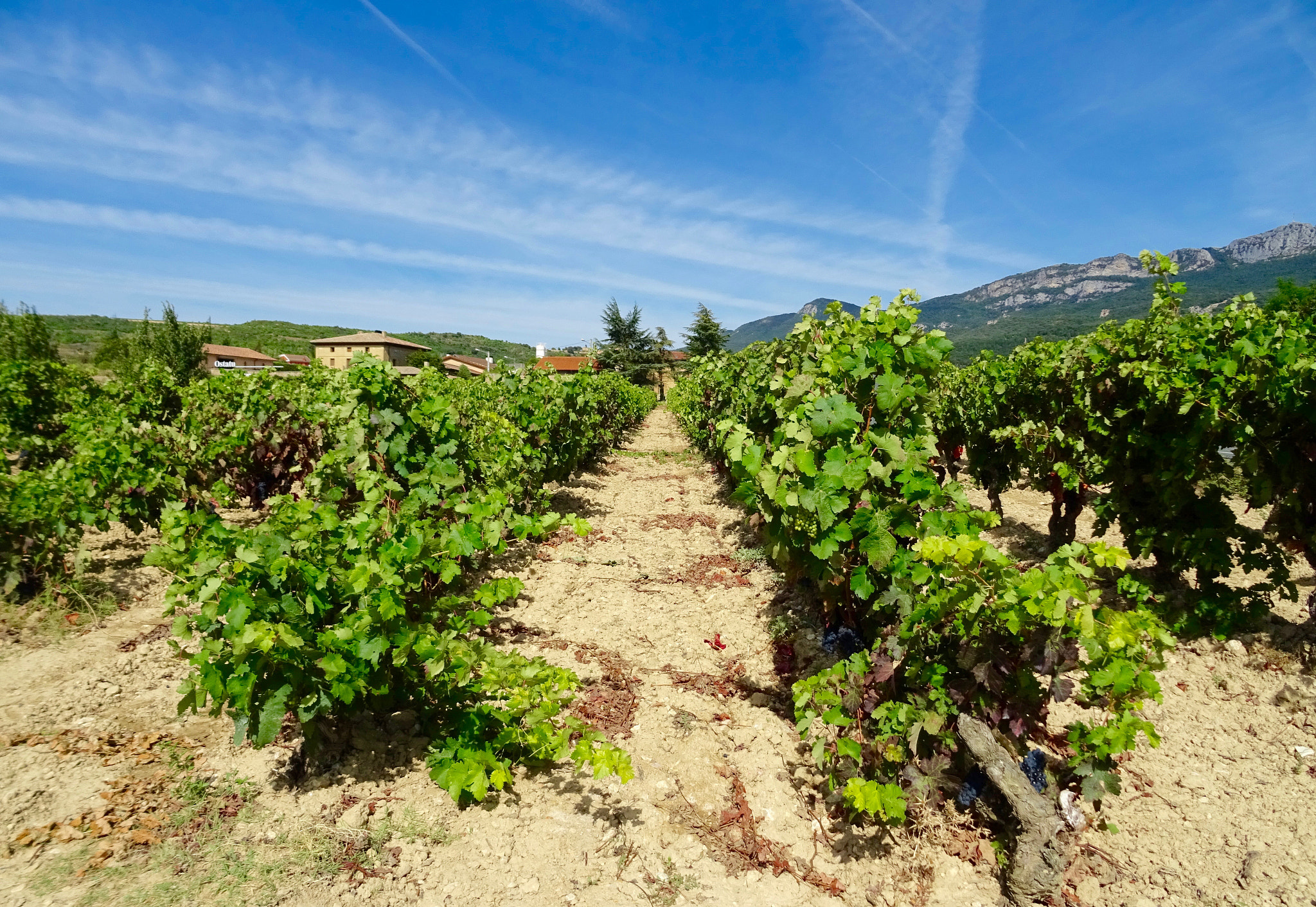 Sony DSC-HX60V + Sony 24-720mm F3.5-6.3 sample photo. Campos de samaniego photography