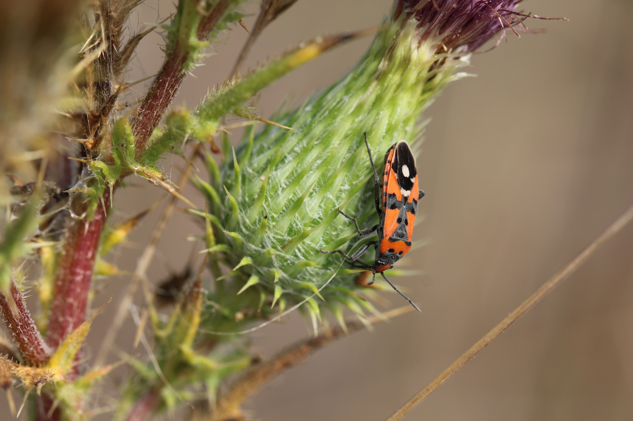 Canon EOS 760D (EOS Rebel T6s / EOS 8000D) + Canon EF 100mm F2.8L Macro IS USM sample photo. Bug photography