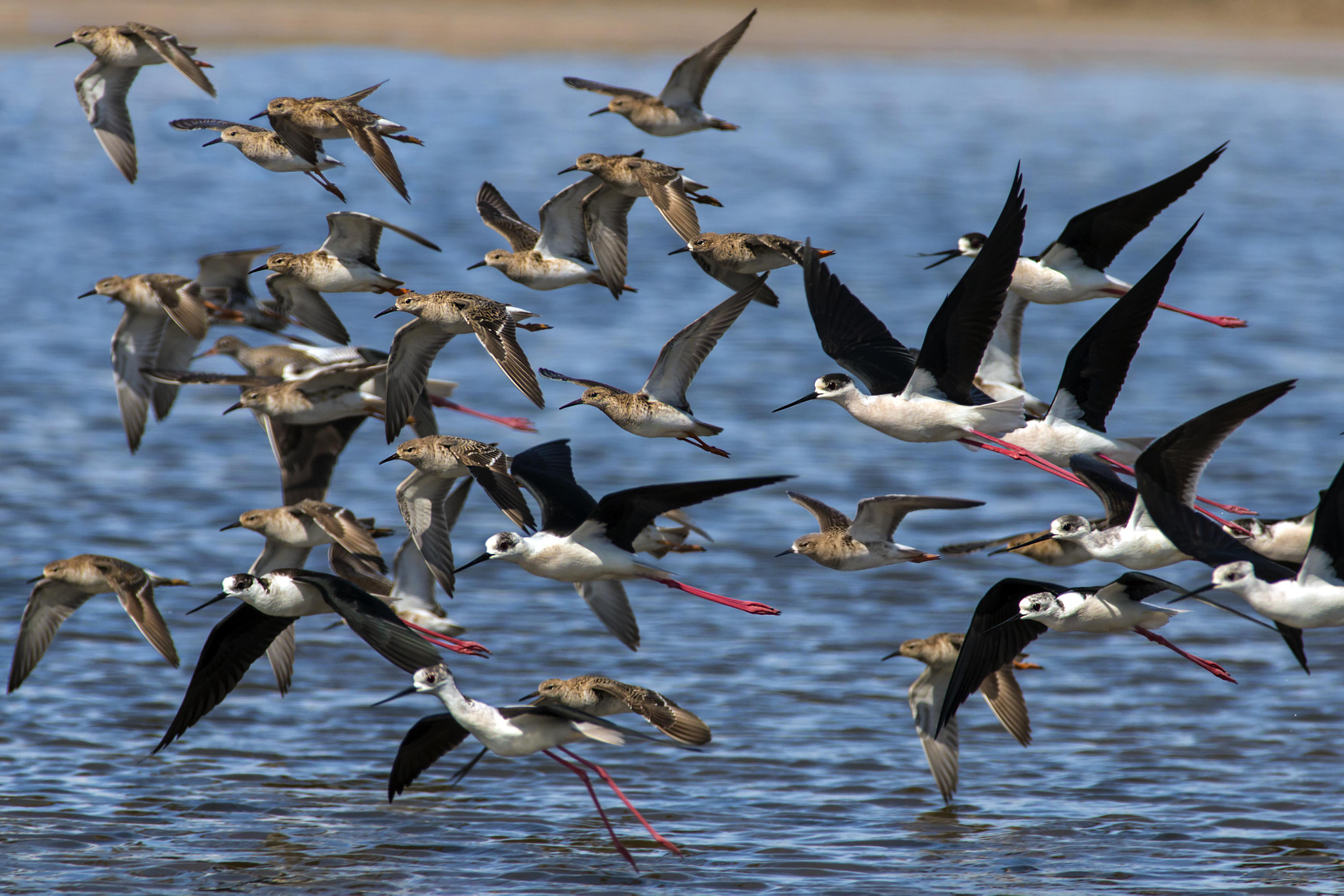 Canon EOS 70D sample photo. Spring migration photography