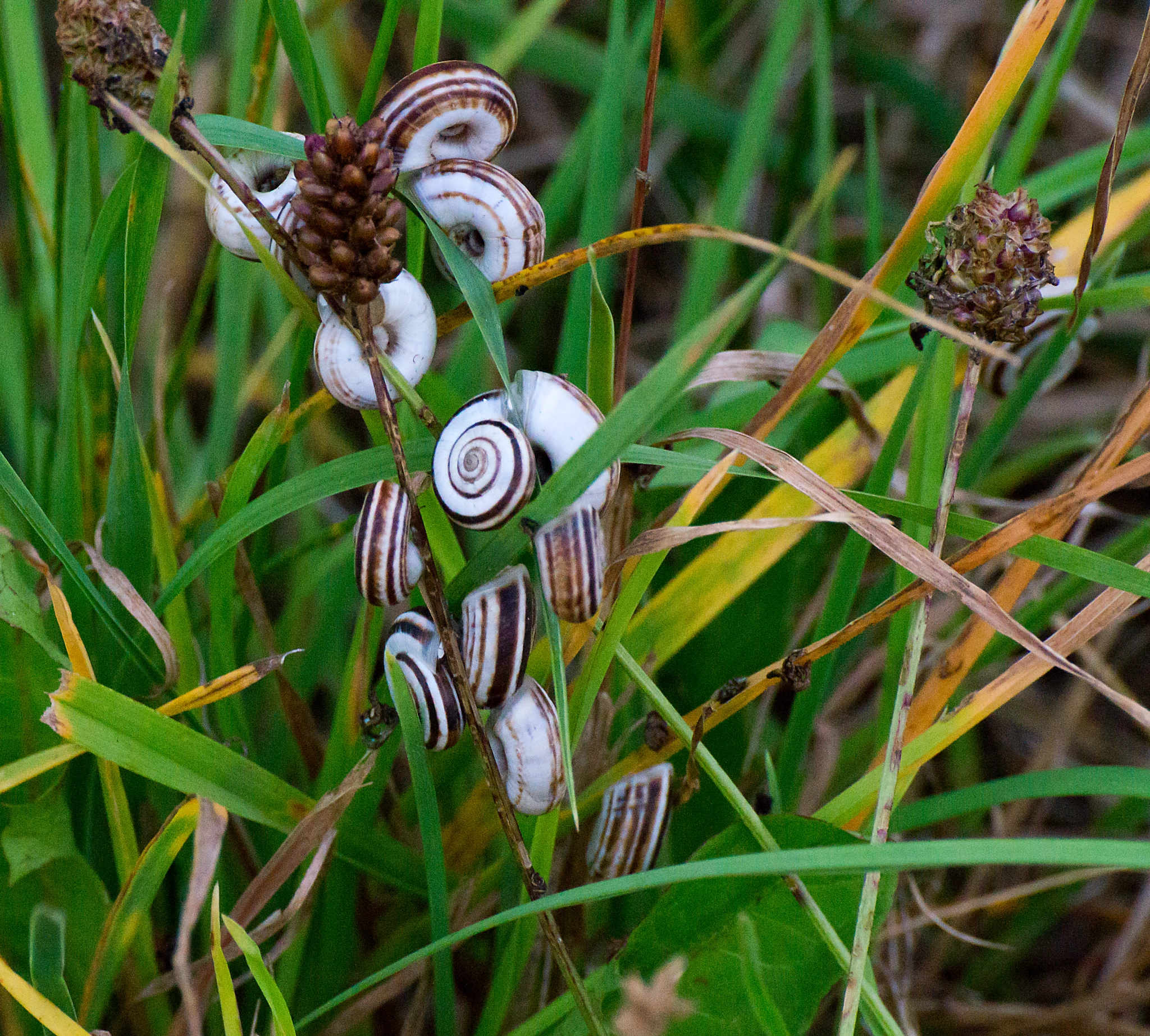 Sony SLT-A58 sample photo. ...snails photography