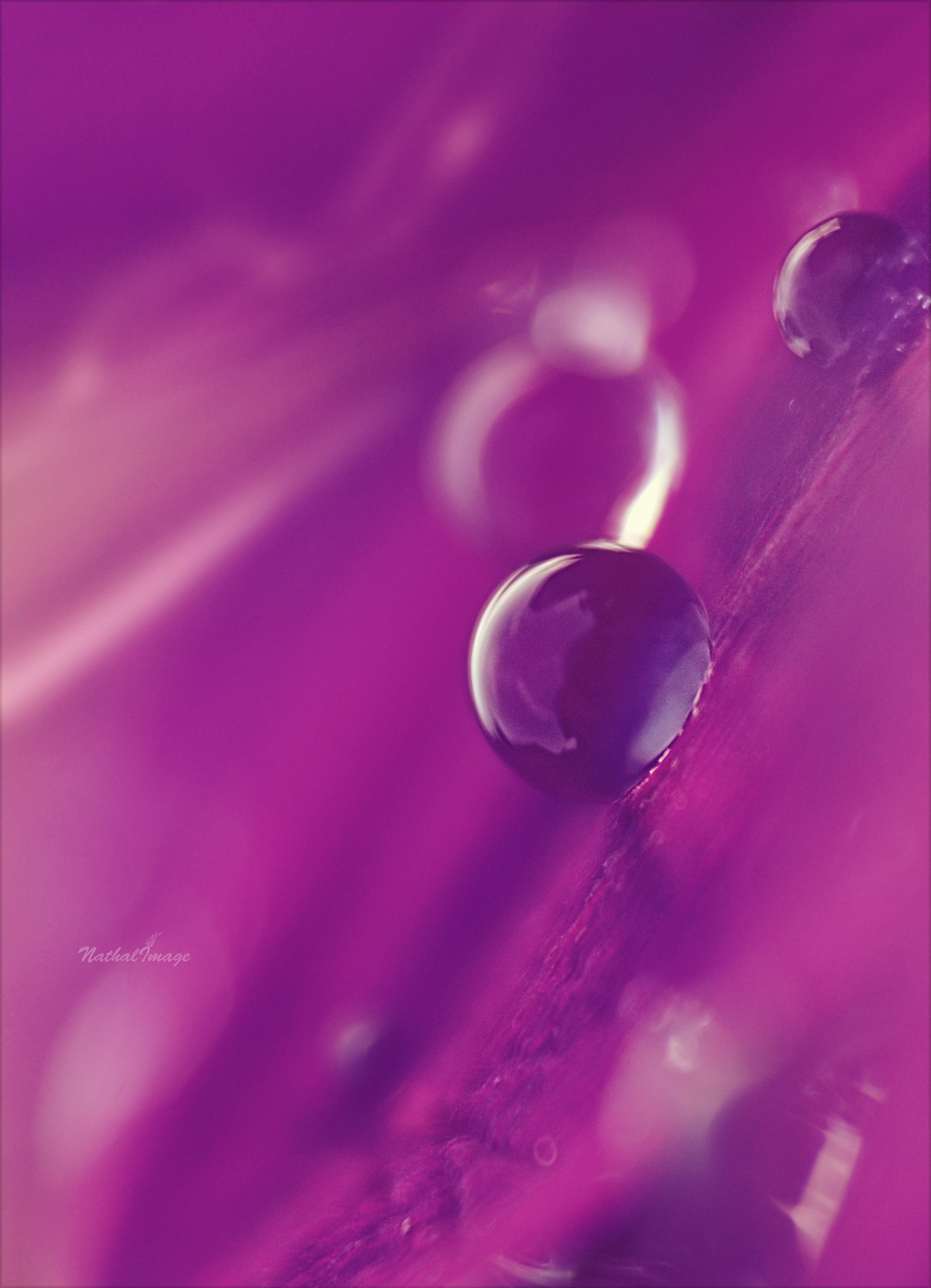 Nikon D80 + Sigma 105mm F2.8 EX DG Macro sample photo. ~ purple rain ~ photography