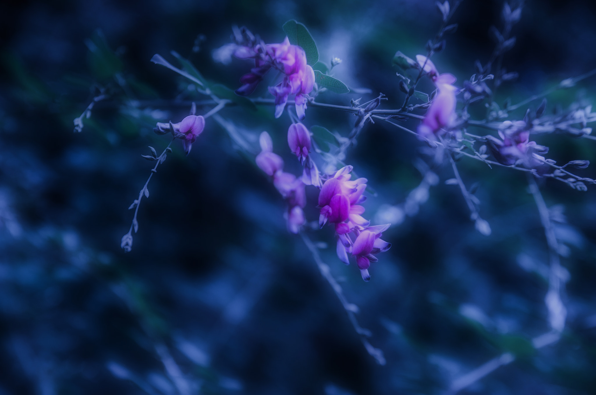 Nikon D300 + Sigma 18-50mm F2.8 EX DC Macro sample photo. Dsc photography