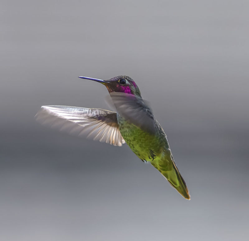 Canon EF 200-400mm F4L IS USM Extender 1.4x sample photo