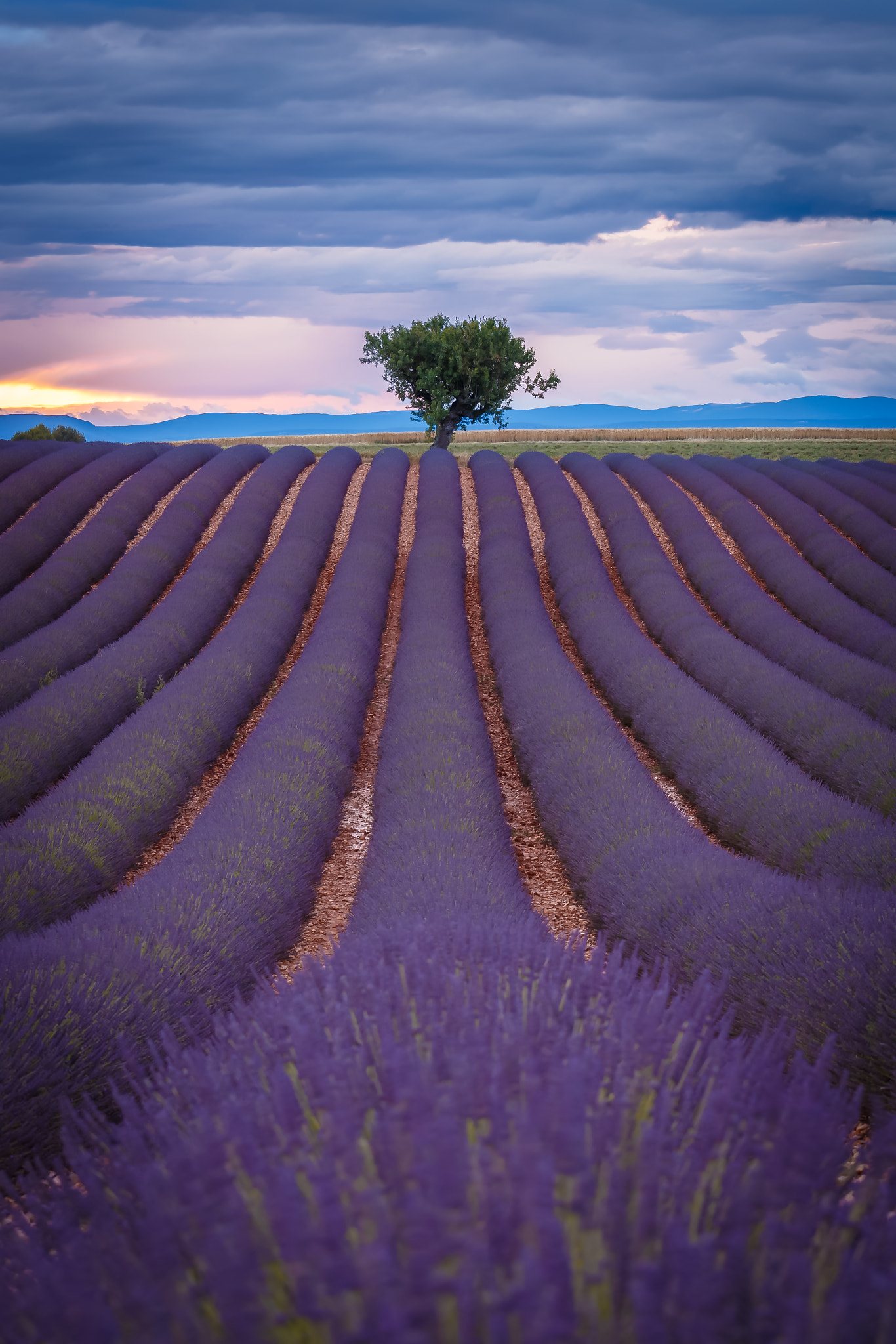 Canon EF 70-200mm F4L IS USM sample photo. Purple dream photography