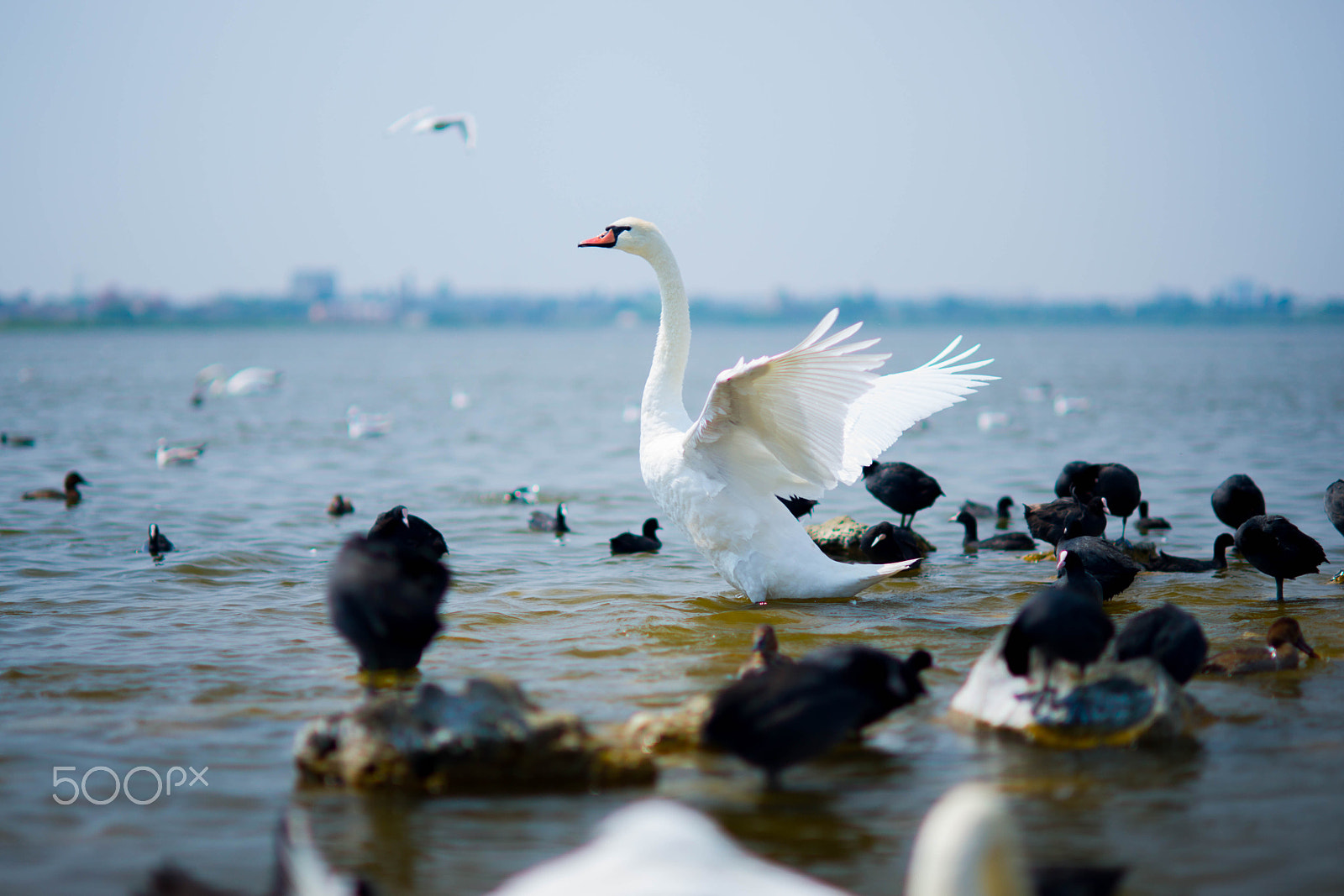 Sony Alpha DSLR-A850 sample photo. Swan. ready to fly photography