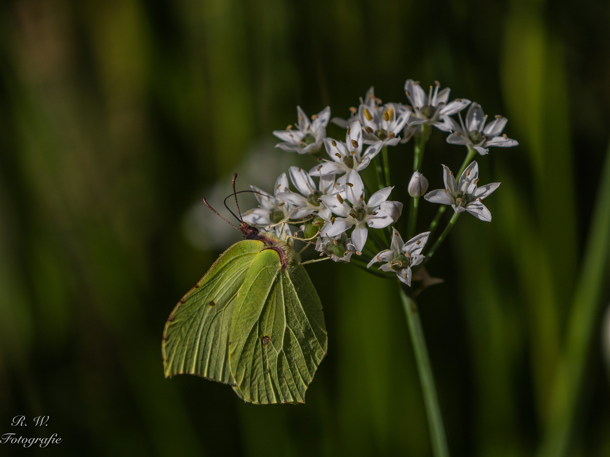 Panasonic Lumix DMC-GH3 + LEICA DG 100-400/F4.0-6.3 sample photo. Zitronenfalter photography