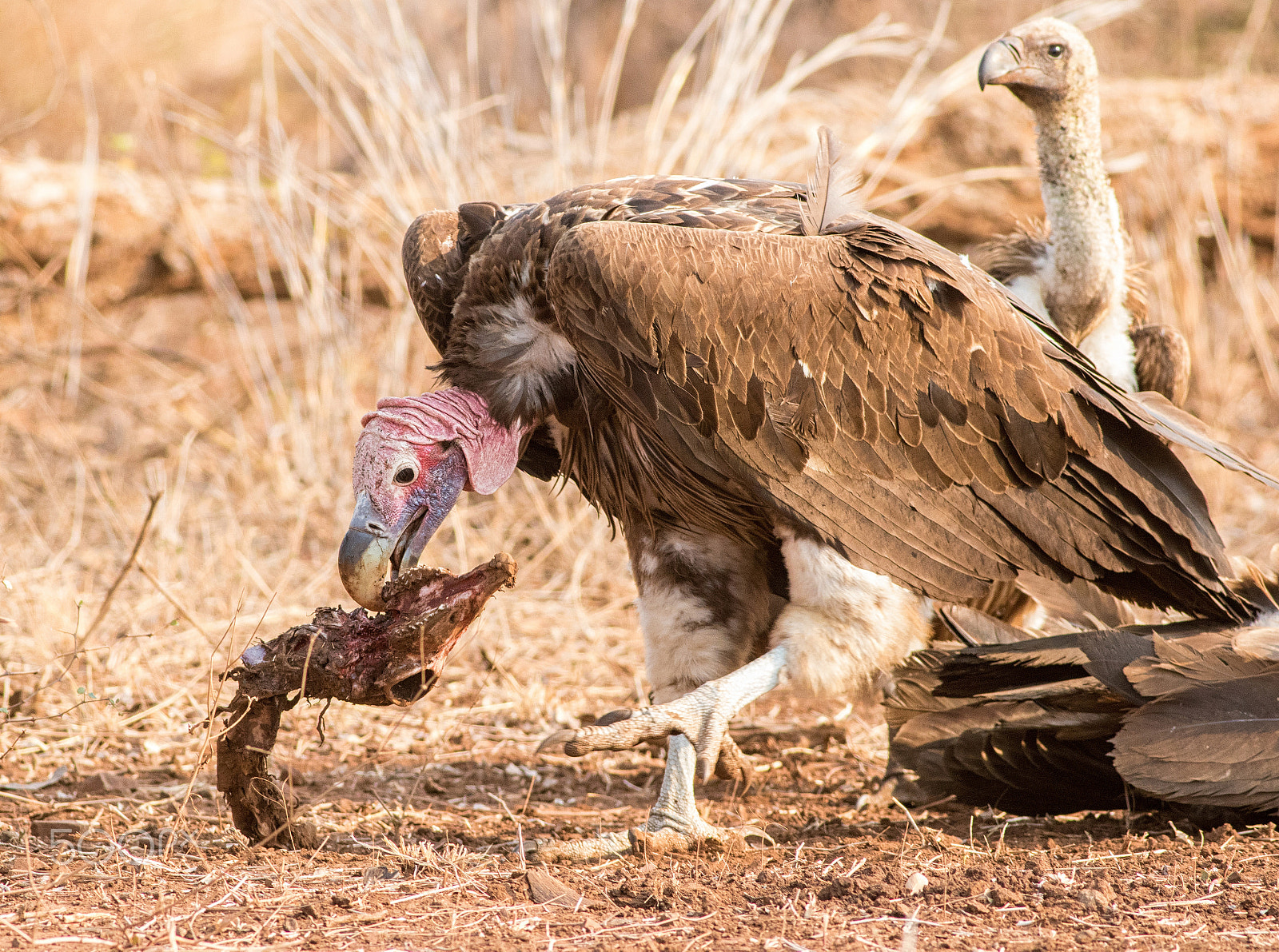 Canon EOS 760D (EOS Rebel T6s / EOS 8000D) + Canon EF 400mm F5.6L USM sample photo. Lappet-faced vulture photography