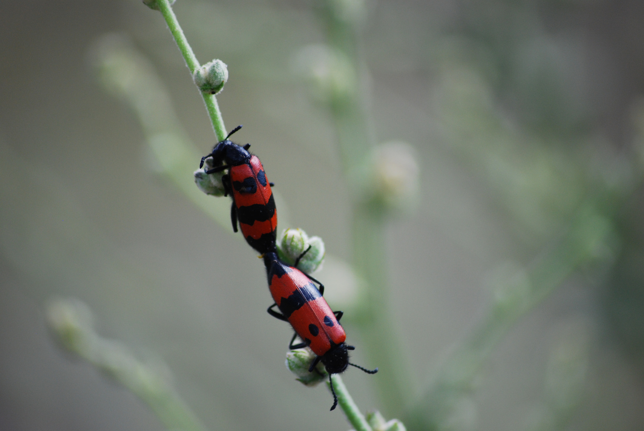 Sigma 70-300mm F4-5.6 APO DG Macro sample photo. çiftleşen böcekler photography