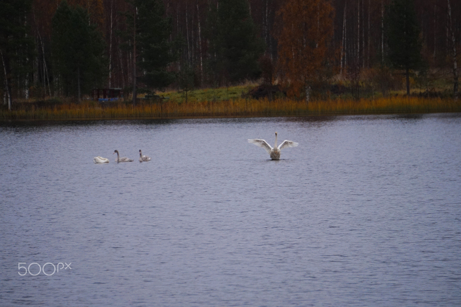 Sony E 55-210mm F4.5-6.3 OSS sample photo. Swans photography