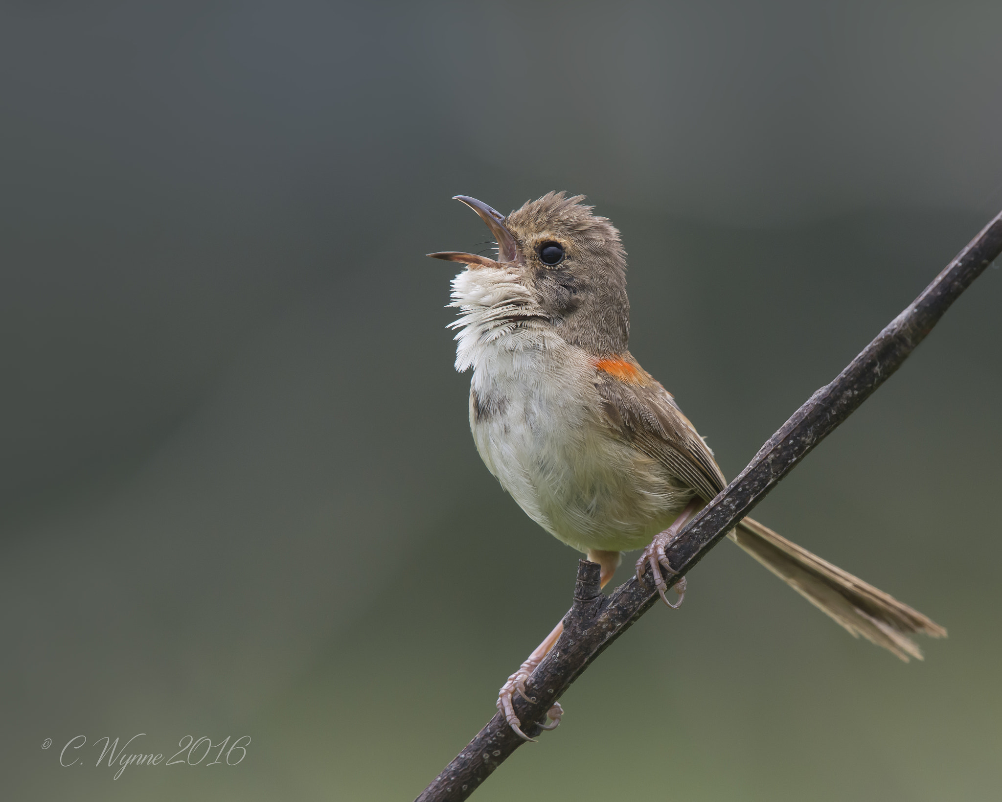 Nikon Nikkor AF-S 300mm F4E PF ED VR sample photo. Red-backed fairy-wren photography