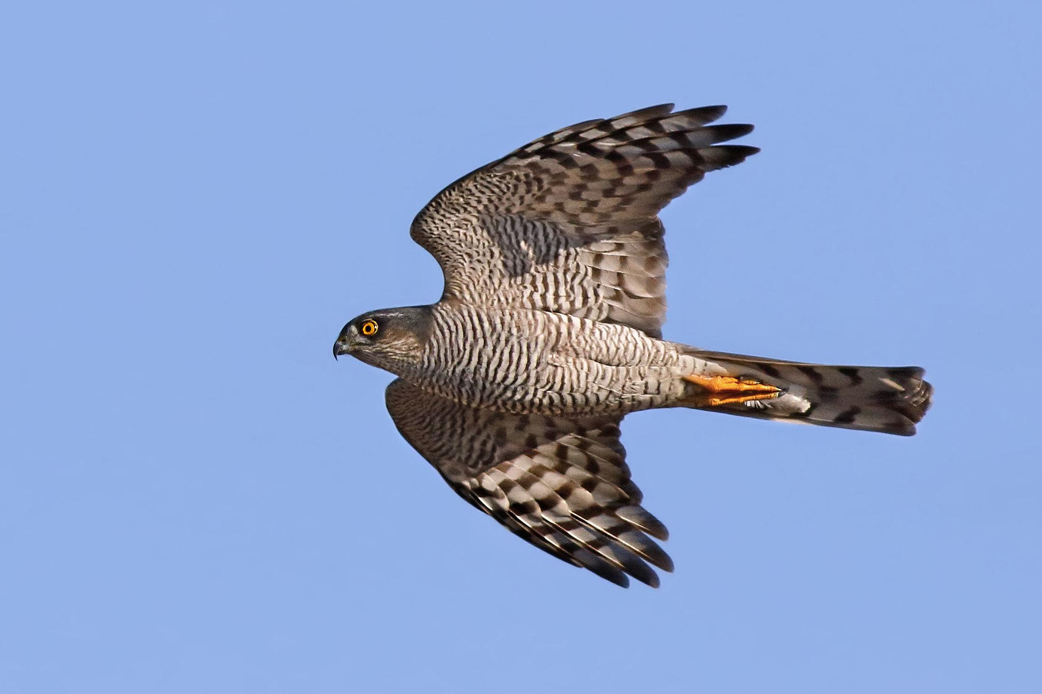 Canon EOS 7D Mark II + Canon EF 500mm f/4.5L sample photo. Sparrow hawk photography