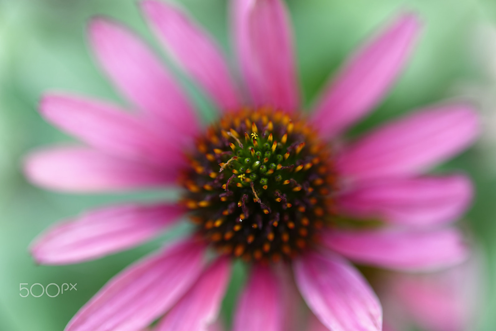 Nikon AF-S Micro-Nikkor 60mm F2.8G ED sample photo. Untitled photography