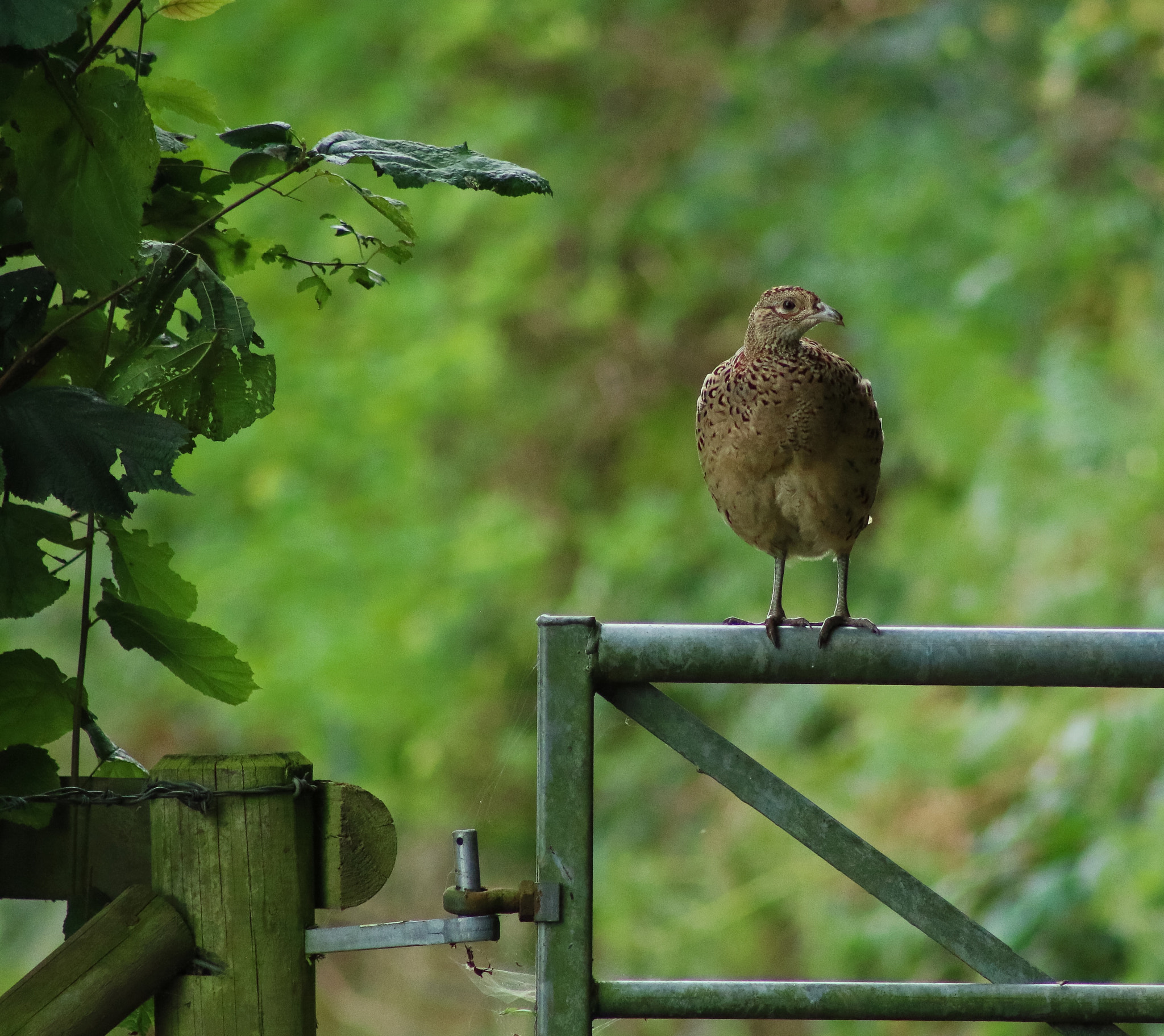 Canon EF 75-300mm f/4-5.6 USM sample photo. The pheasant photography