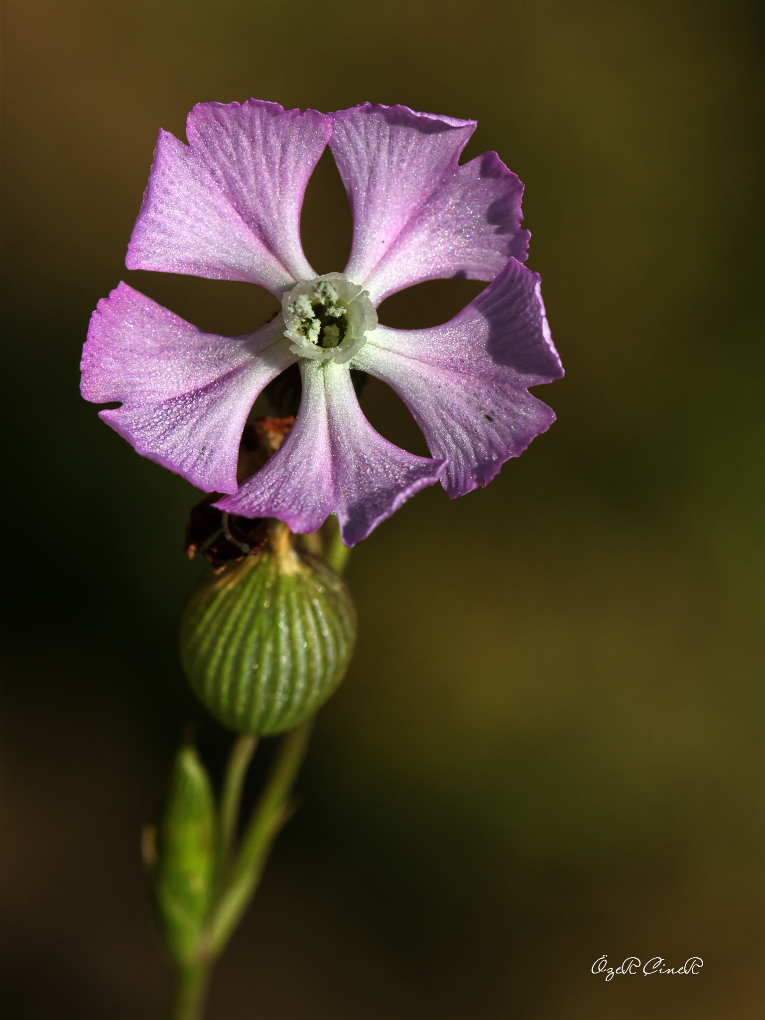 Canon EOS 7D sample photo. Little beauty in wilderness photography