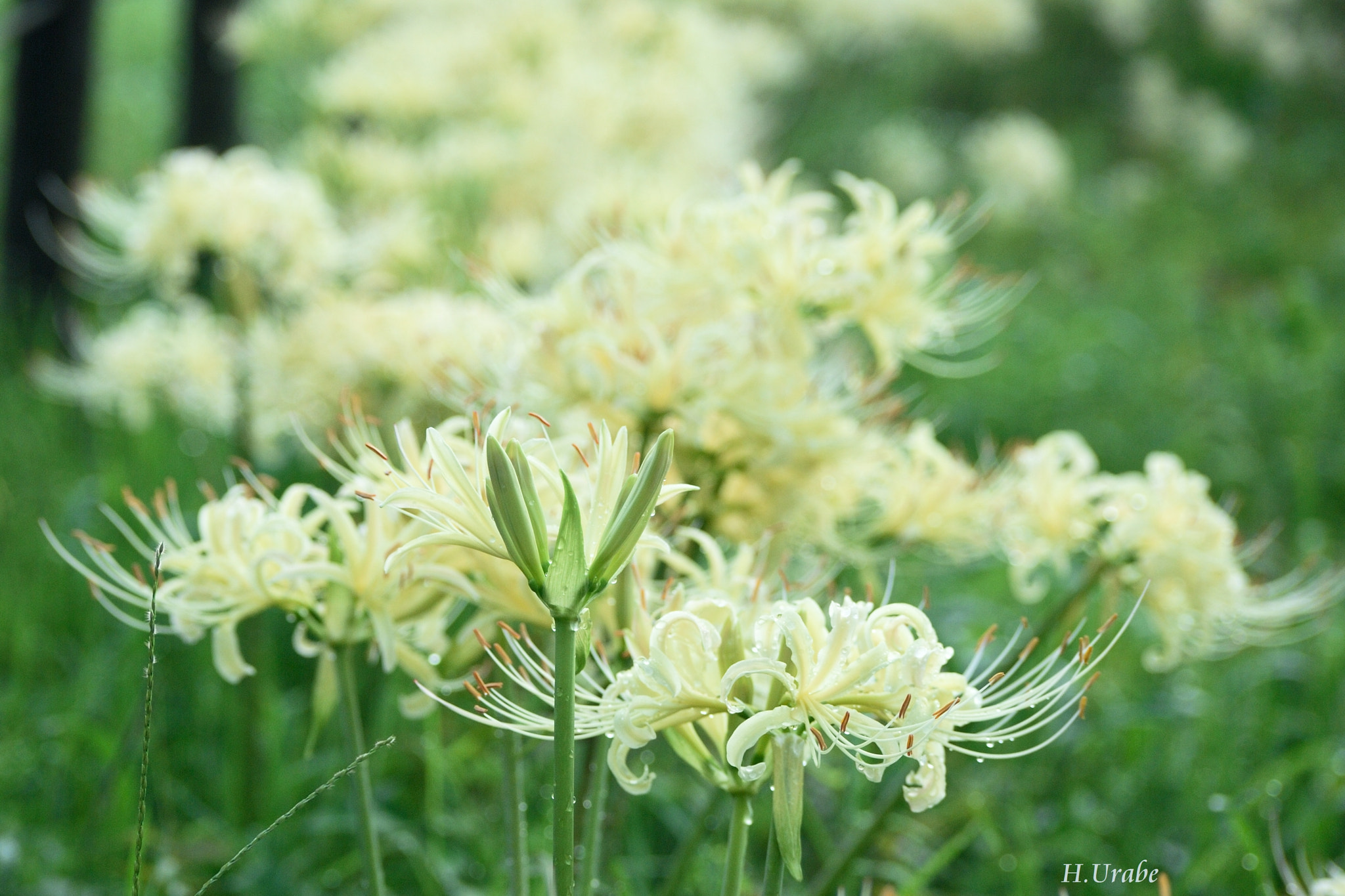 Nikon D200 sample photo. White lycoris photography