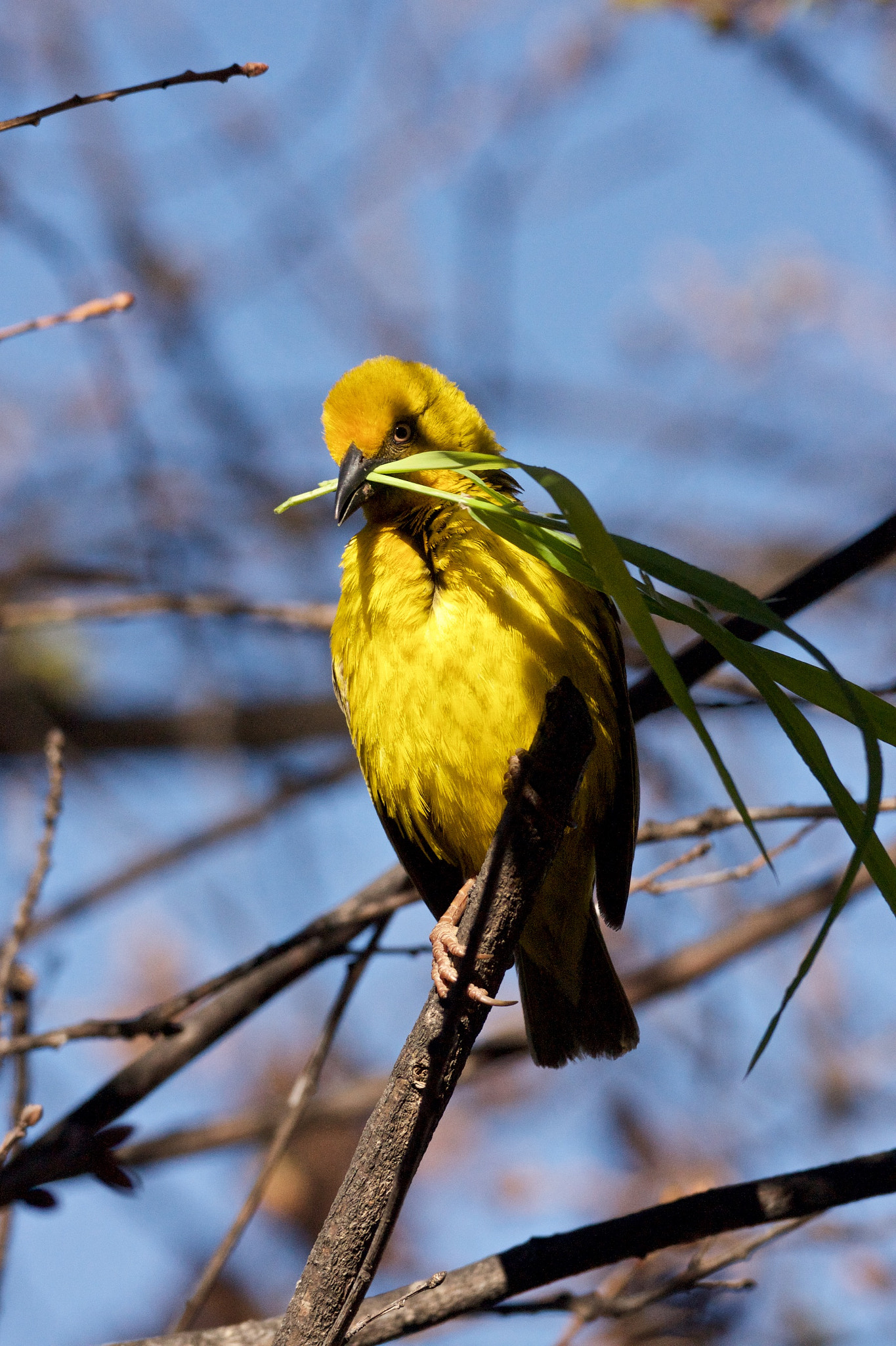 Sony Alpha DSLR-A700 + Sony 70-300mm F4.5-5.6 G SSM sample photo. Cape weaver bird photography