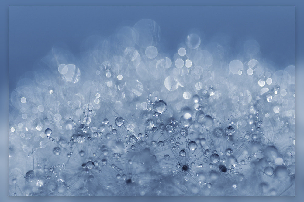 Sigma 150mm F2.8 EX DG OS Macro HSM sample photo. Raindrops photography