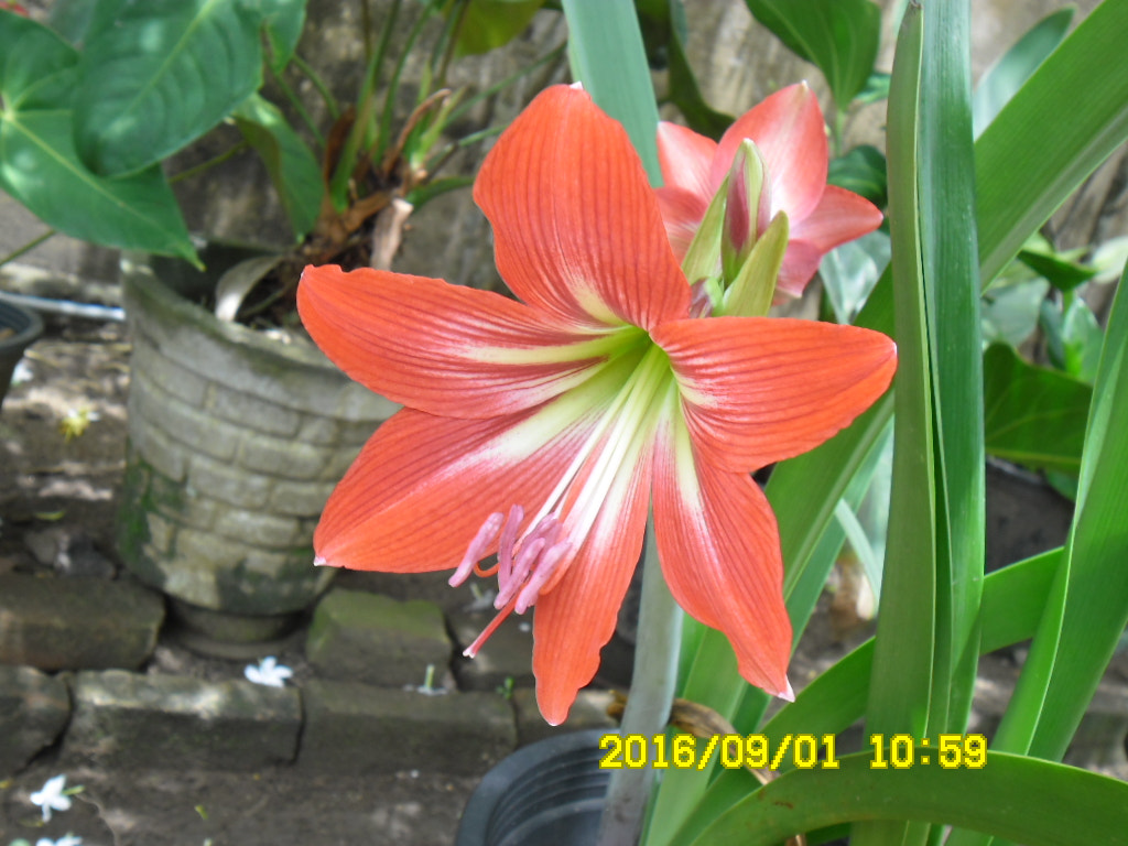 Samsung ES80/ ES81 sample photo. Sam photography