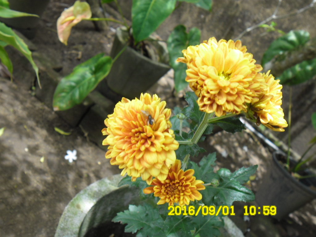 Samsung ES80/ ES81 sample photo. Sam photography