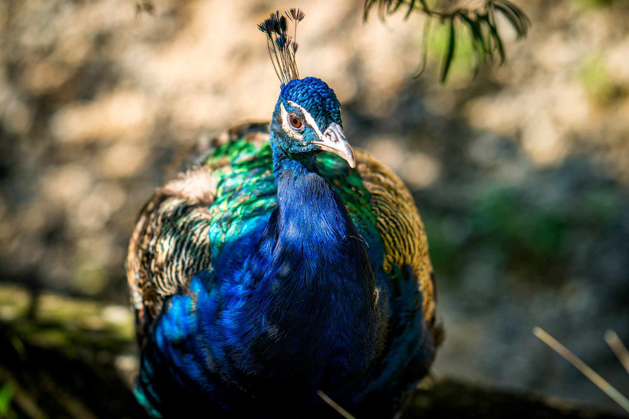 Sony a6300 + ZEISS Batis 85mm F1.8 sample photo. Zürich zoo photography