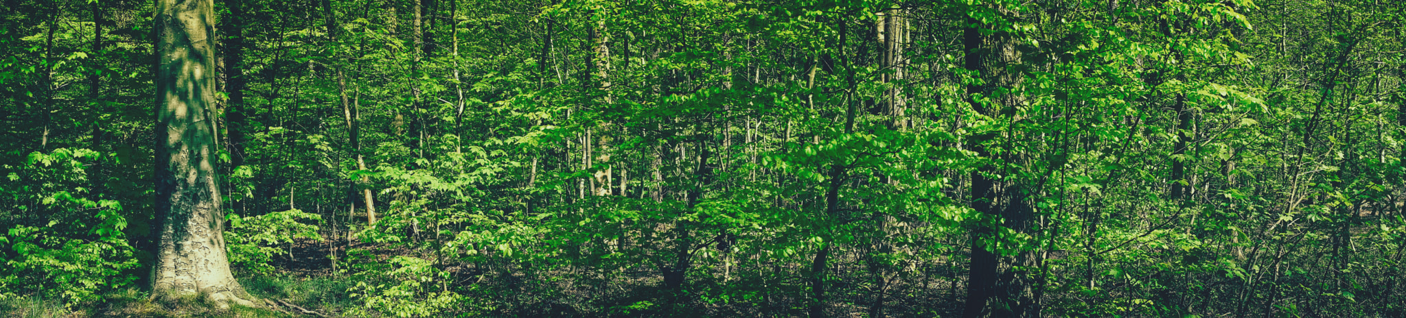Minolta AF 50mm F1.4 [New] sample photo. Spring in the forest scenery photography