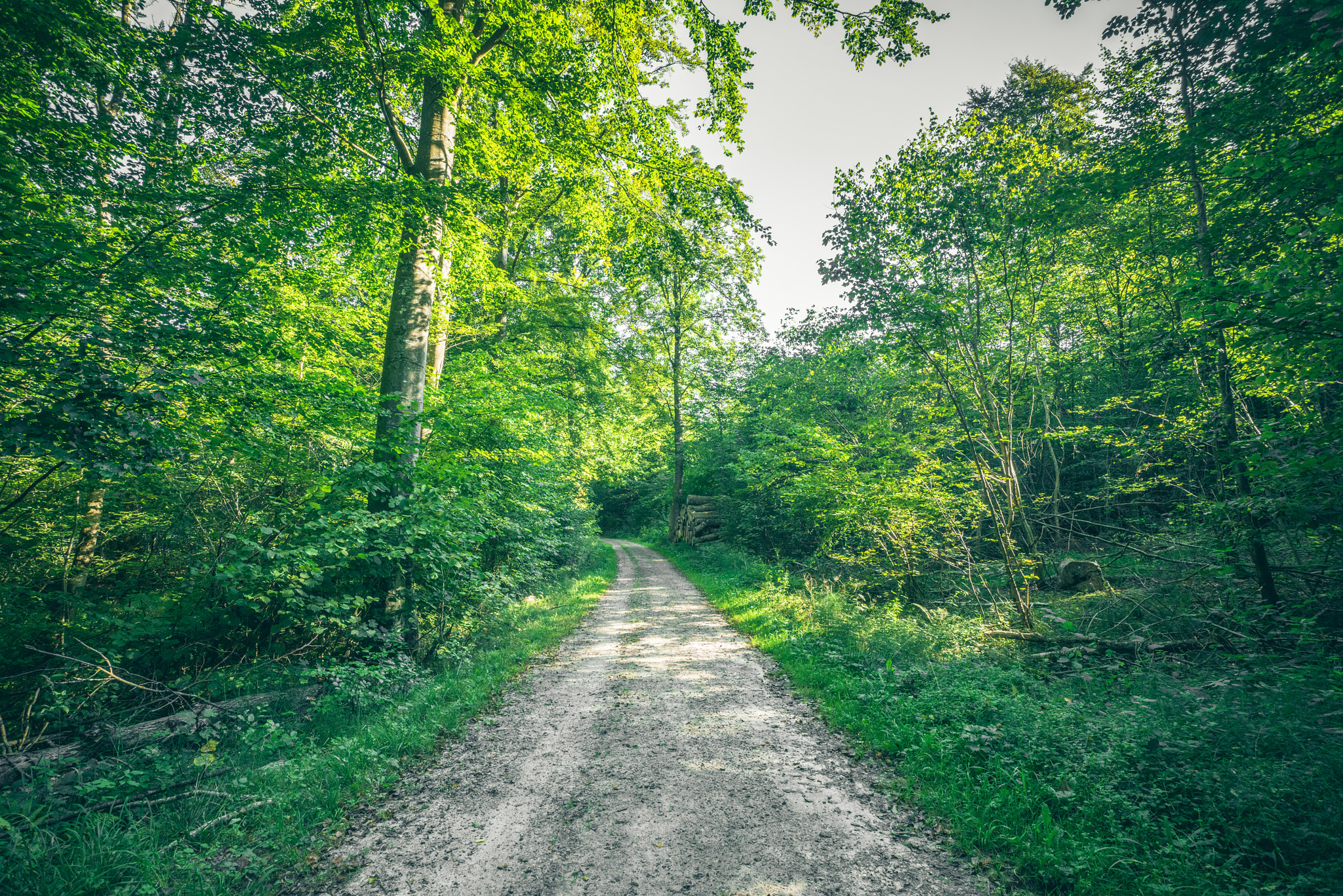 Sony a7R + Sony Vario-Sonnar T* 16-35mm F2.8 ZA SSM sample photo. Forest landscape in the spring with a nature trail photography