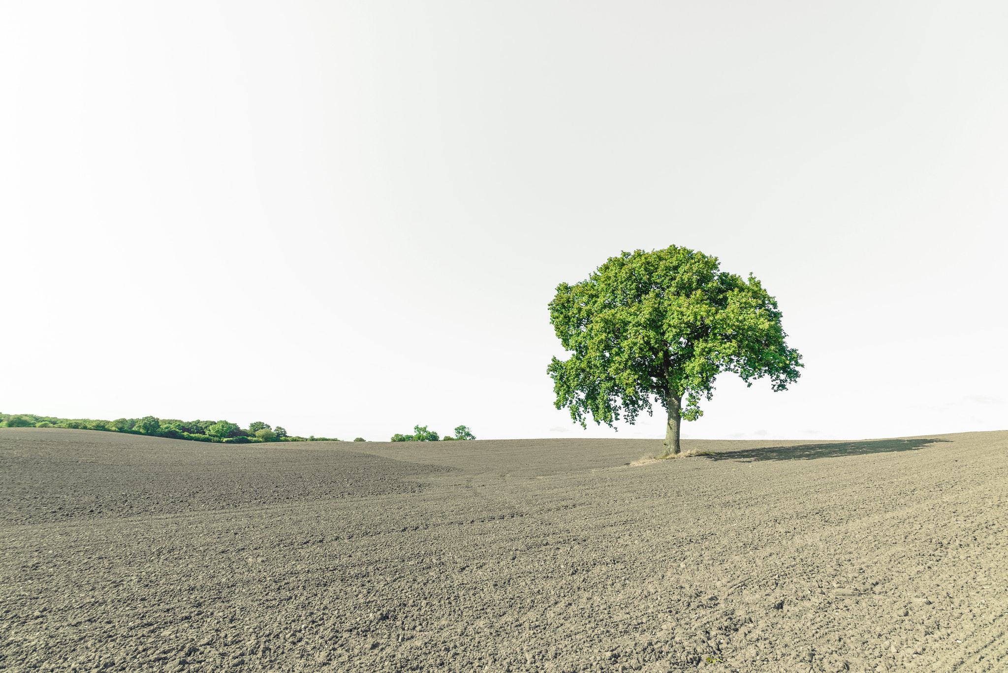 Sony a7R + Sony Vario-Sonnar T* 16-35mm F2.8 ZA SSM sample photo. Rural landscape with a single green tree photography