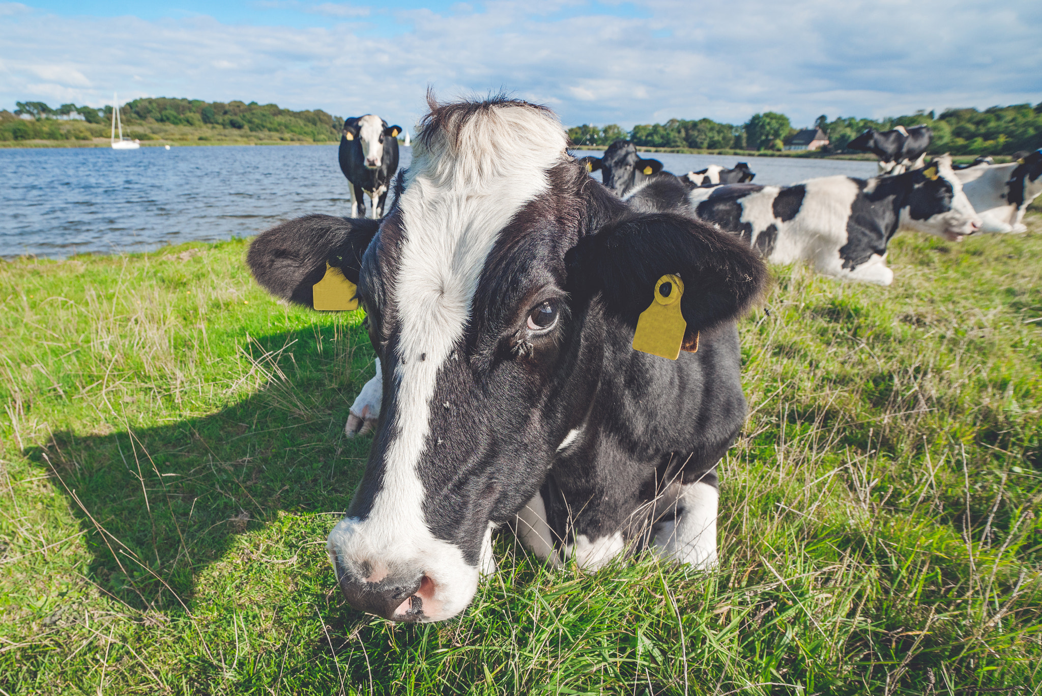 Sony a7R + Sony Vario-Sonnar T* 16-35mm F2.8 ZA SSM sample photo. Cow lying in the green grass photography