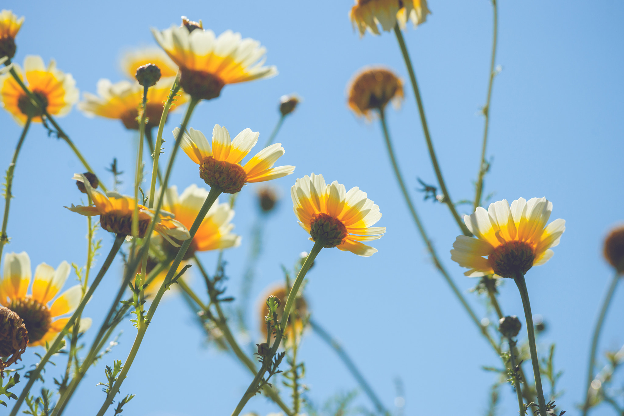 Sony 70-400mm F4-5.6 G SSM II sample photo. Marguerite flowers in yellow colors photography
