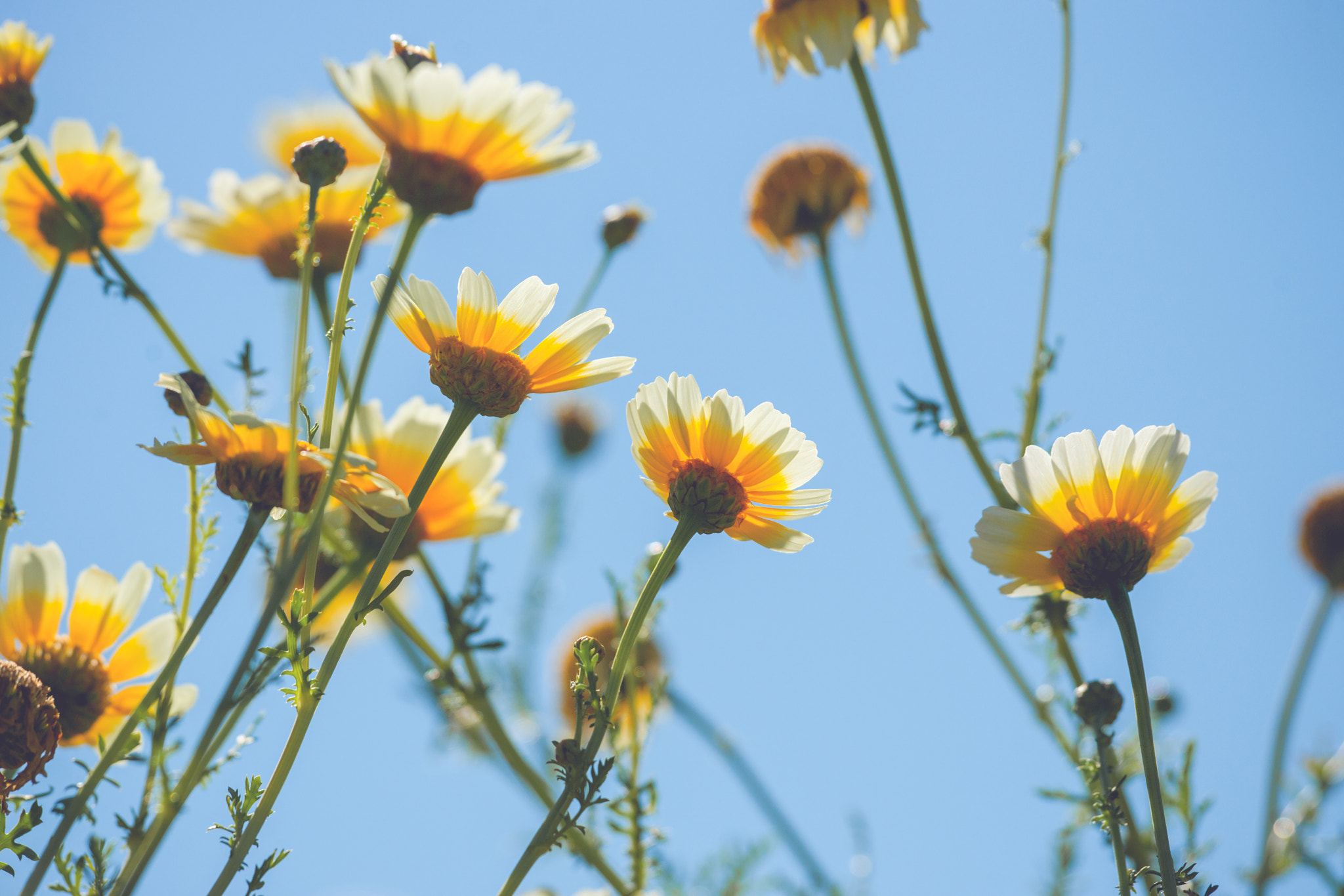 Sony Alpha DSLR-A900 + Sony 70-400mm F4-5.6 G SSM II sample photo. Marguerite flowers in yellow colors photography