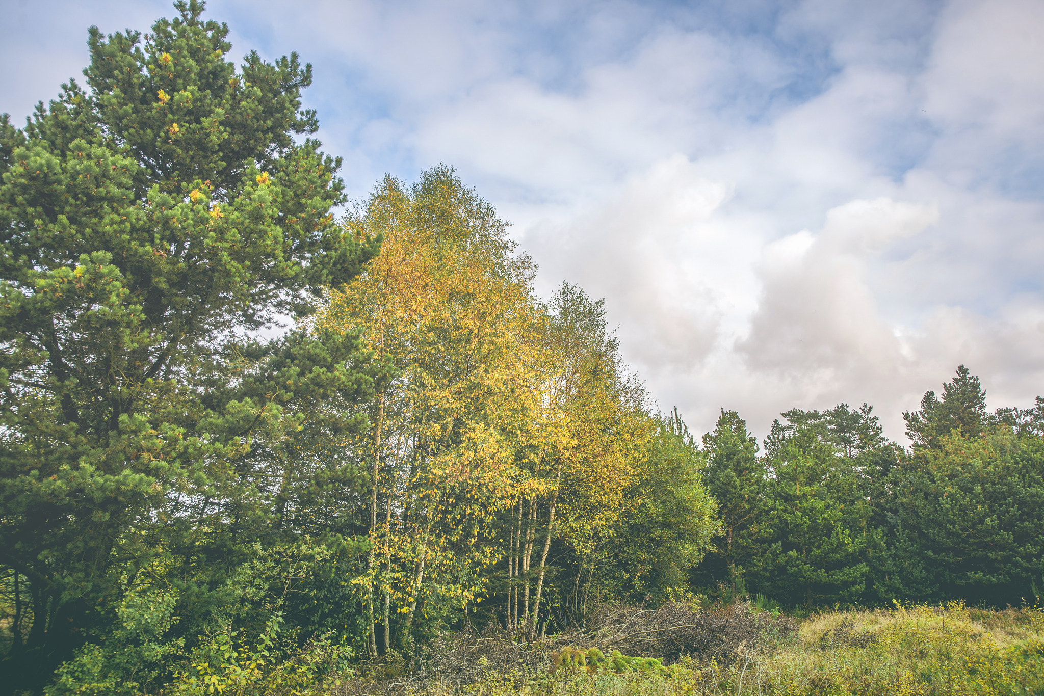 Sony Alpha DSLR-A900 + Sony Vario-Sonnar T* 16-35mm F2.8 ZA SSM sample photo. Birch trees with yellow leaves in a rural landscape photography