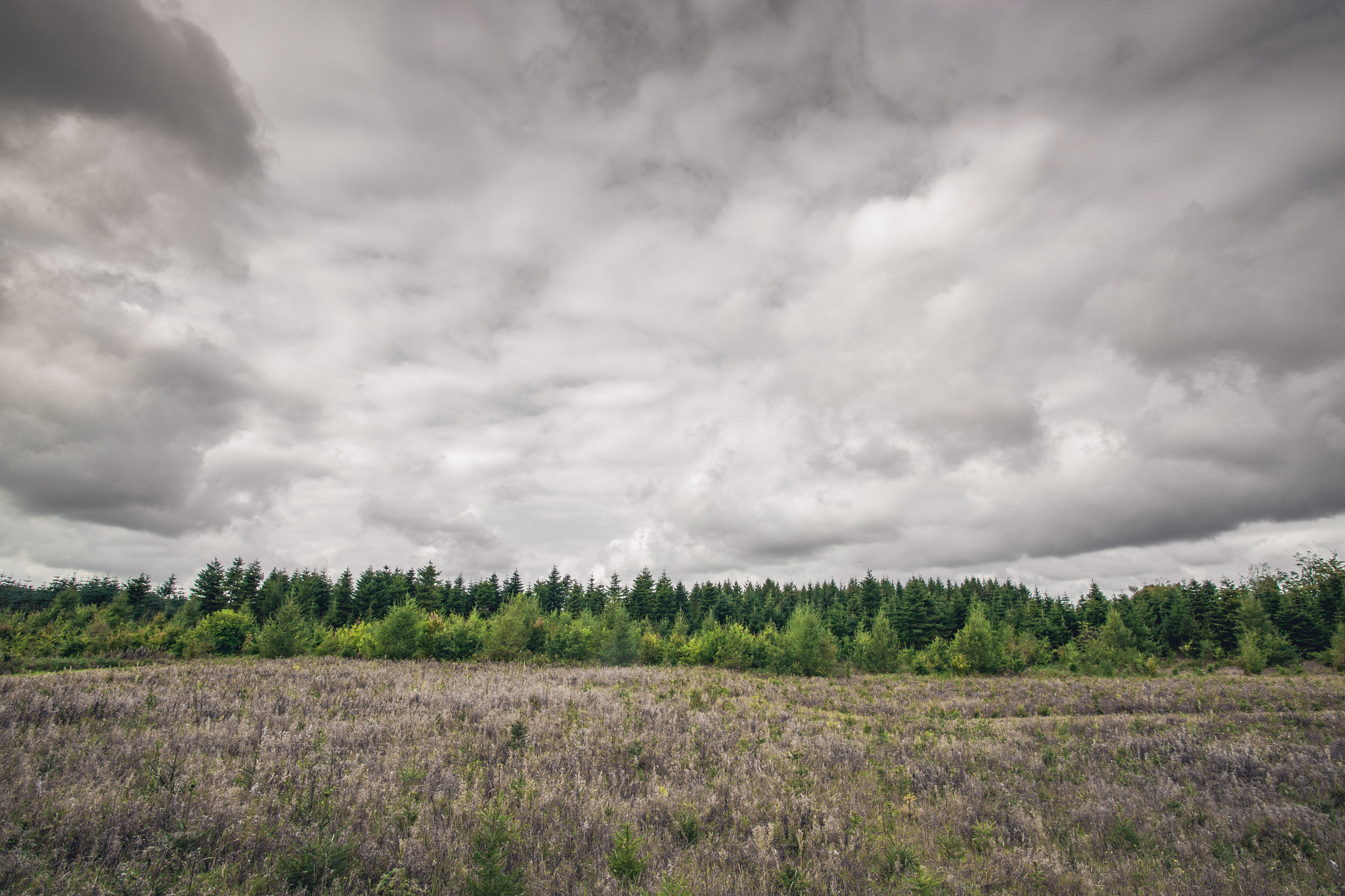 Sony Alpha DSLR-A900 sample photo. Meadow with a green pine tree forest photography