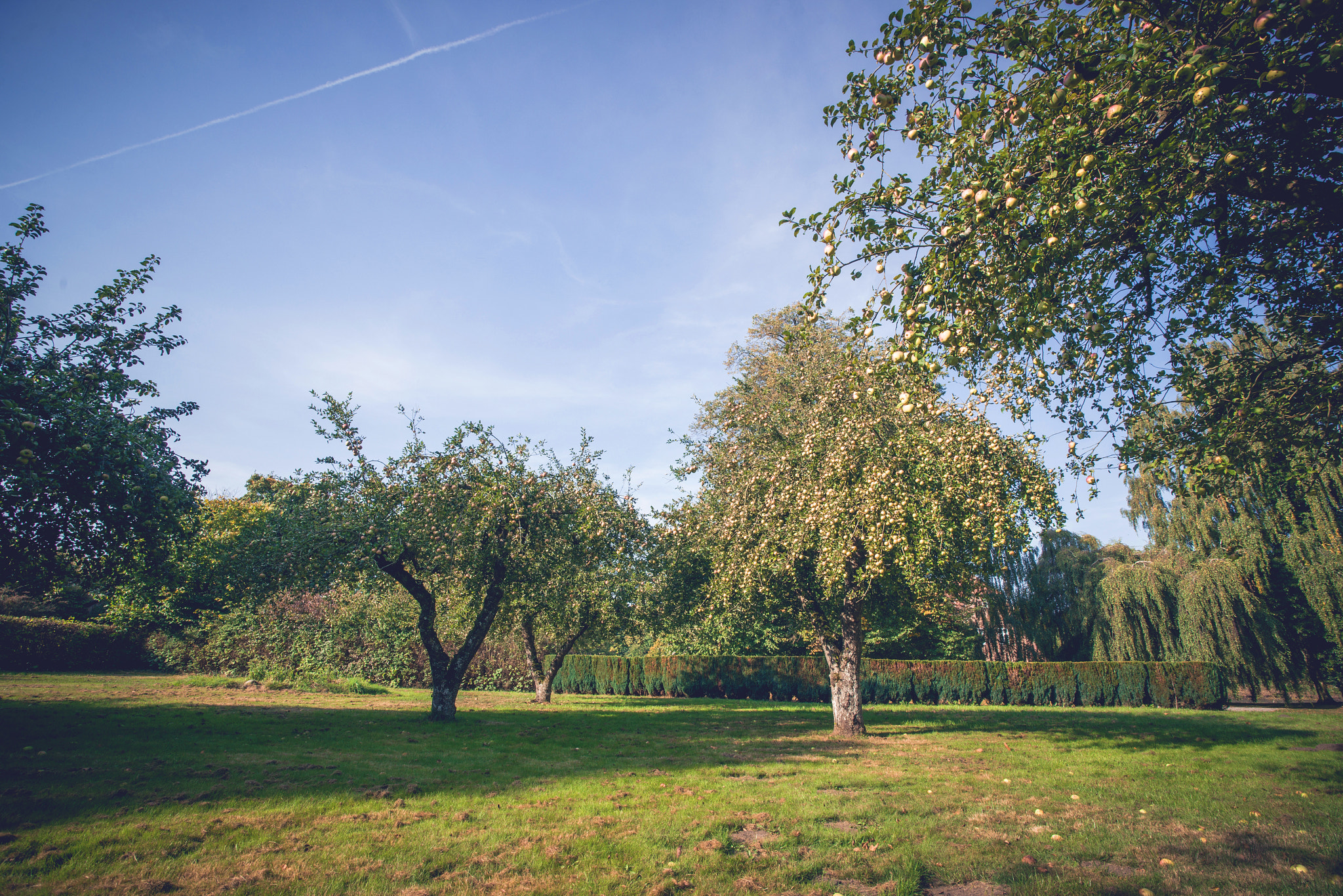 Sony Alpha DSLR-A900 sample photo. Apple trees with fruit in a yard photography