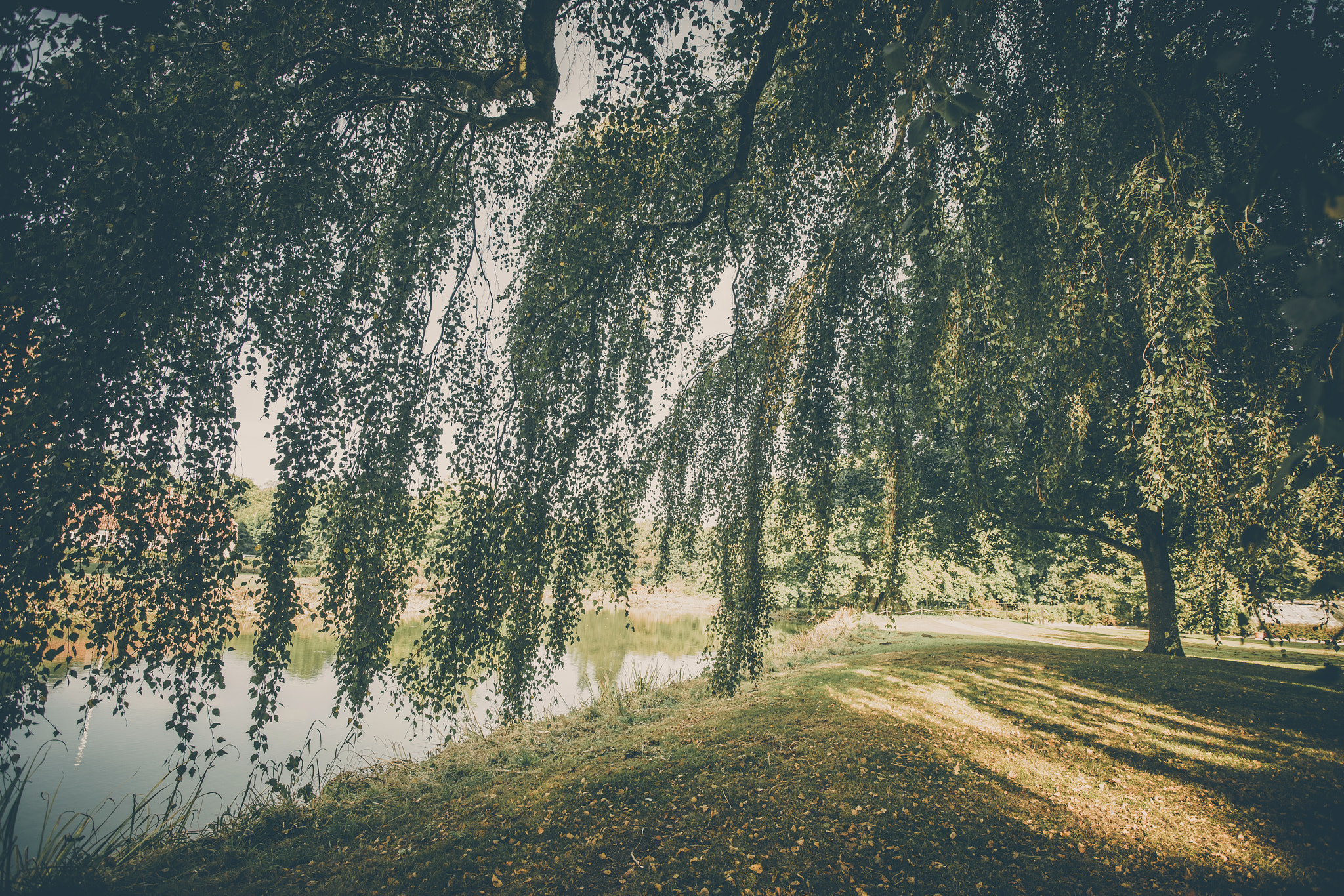 Sony Alpha DSLR-A900 sample photo. Large birch tree near a lake photography