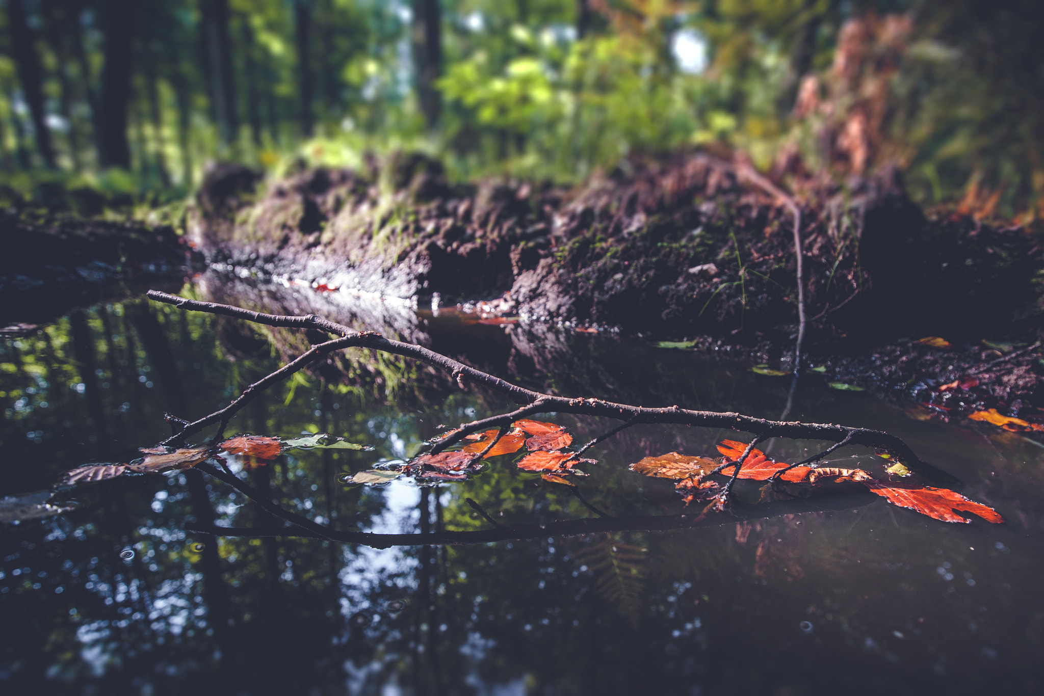 Sony Alpha DSLR-A900 sample photo. Small branch with colorful autumn leaves photography