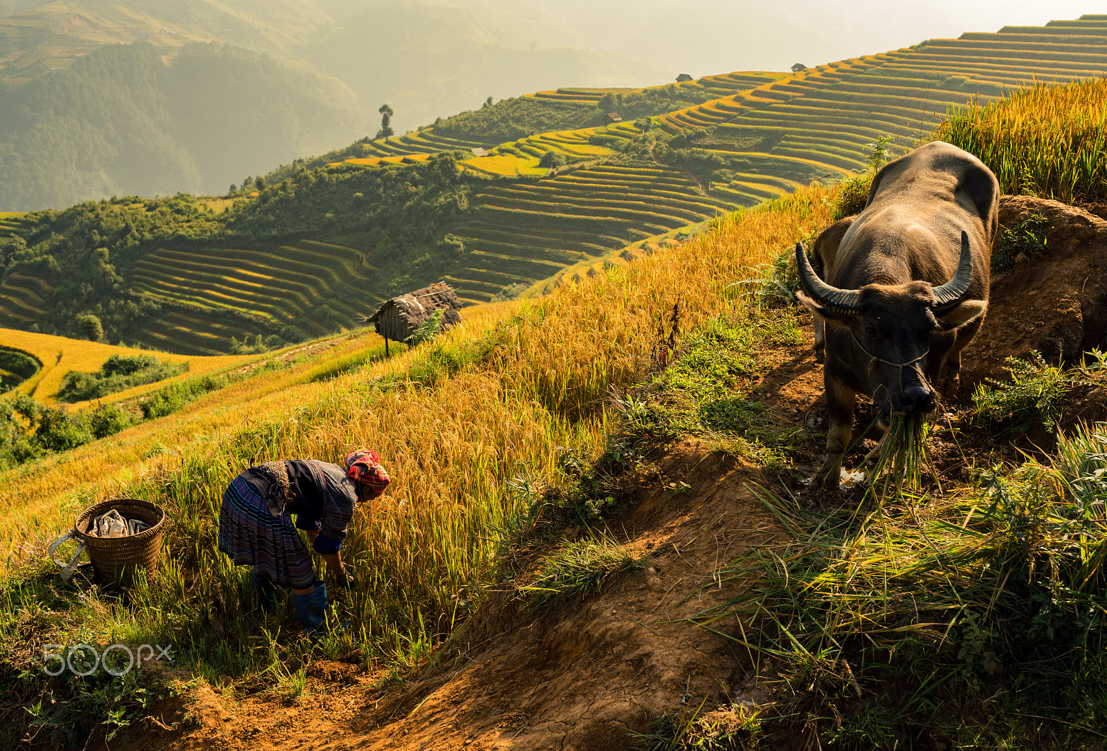 Sony a7R II + Sigma 35mm F1.4 DG HSM Art sample photo. Farming family photography