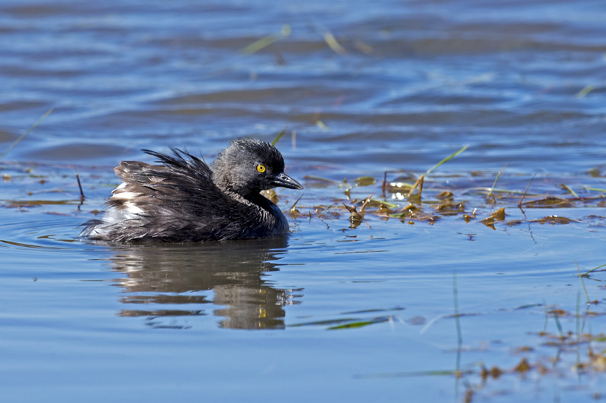Nikon AF-S Nikkor 800mm F5.6E FL ED VR sample photo. Least grebe photography