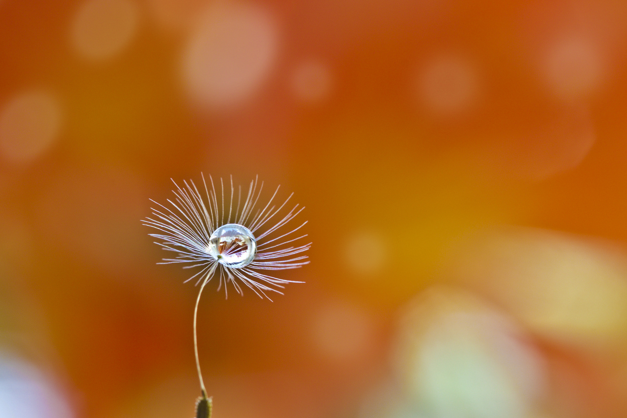 Canon EOS 700D (EOS Rebel T5i / EOS Kiss X7i) + Canon EF 100mm F2.8L Macro IS USM sample photo. Love to dance photography