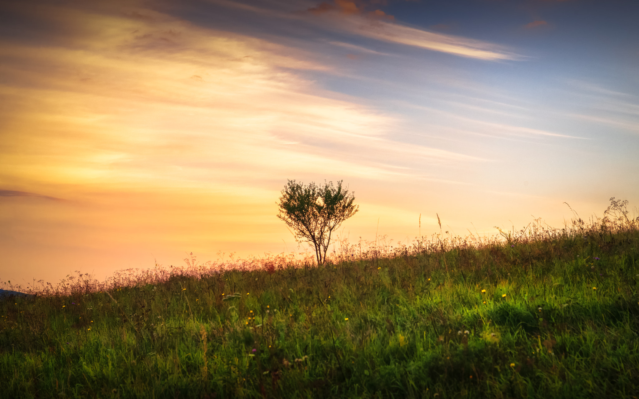 Nikon D600 + Sigma 24-70mm F2.8 EX DG Macro sample photo. Painted by nature photography