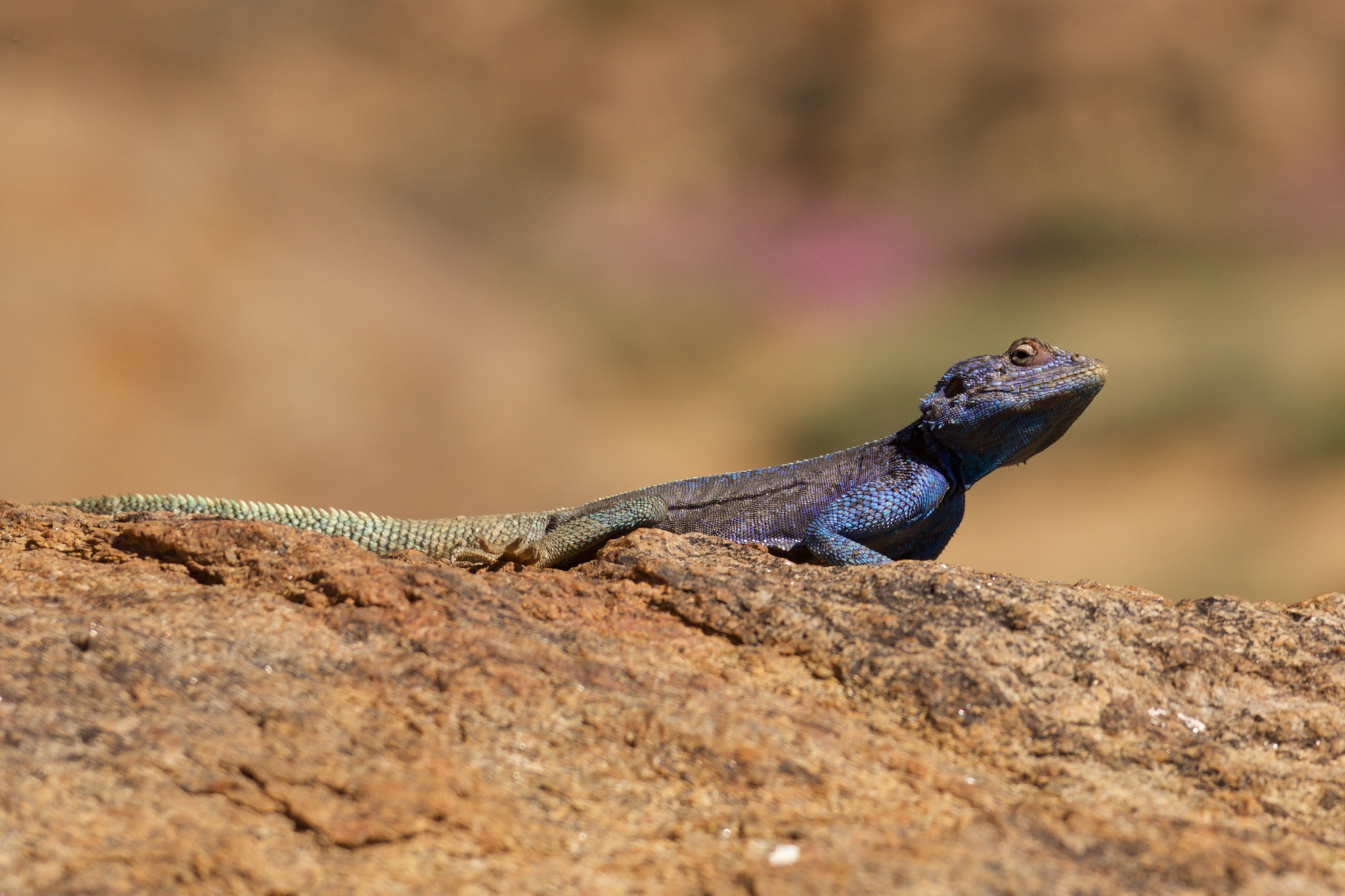 Sony 70-300mm F4.5-5.6 G SSM sample photo. Blue headed photography