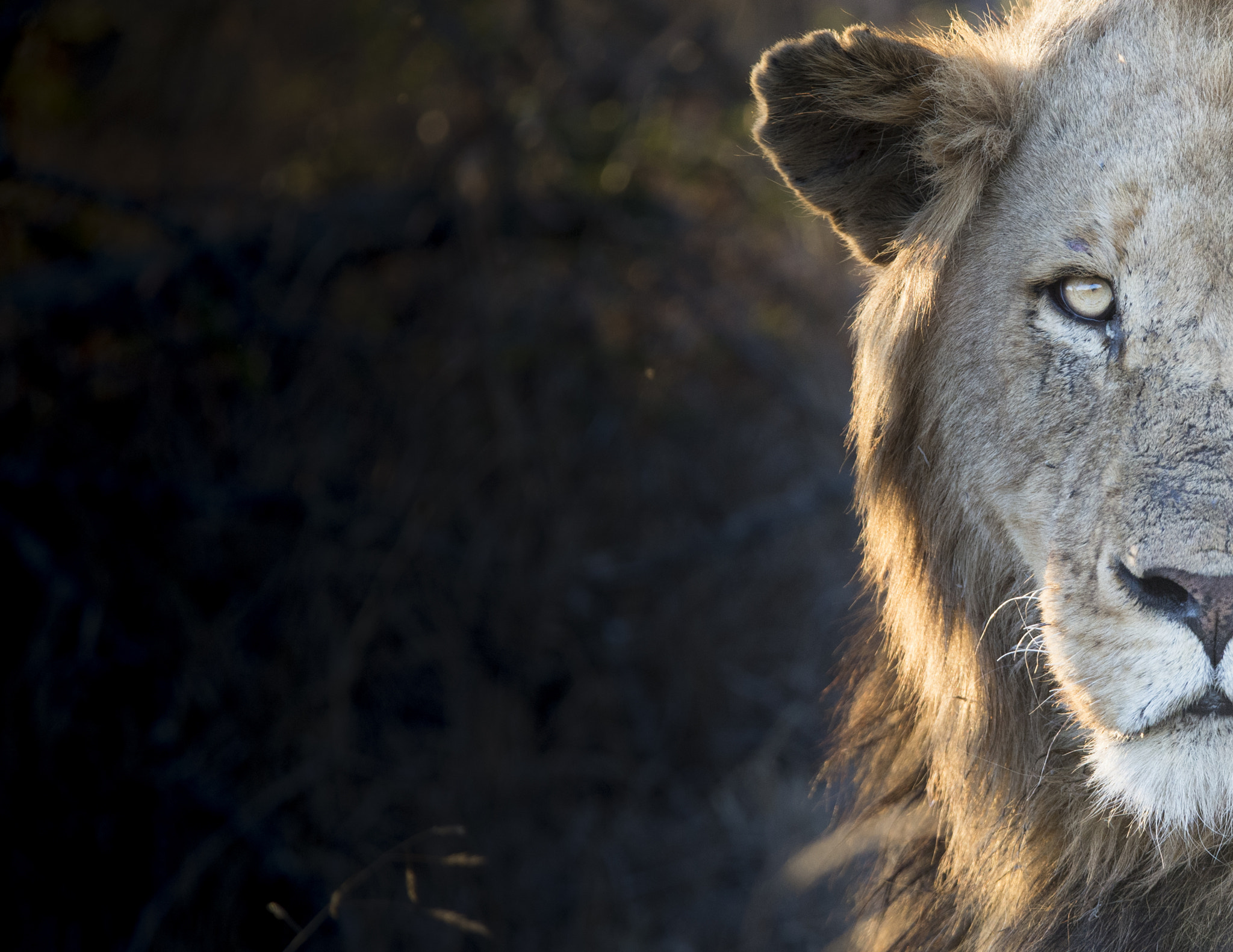 Nikon D600 sample photo. Lion half face photography
