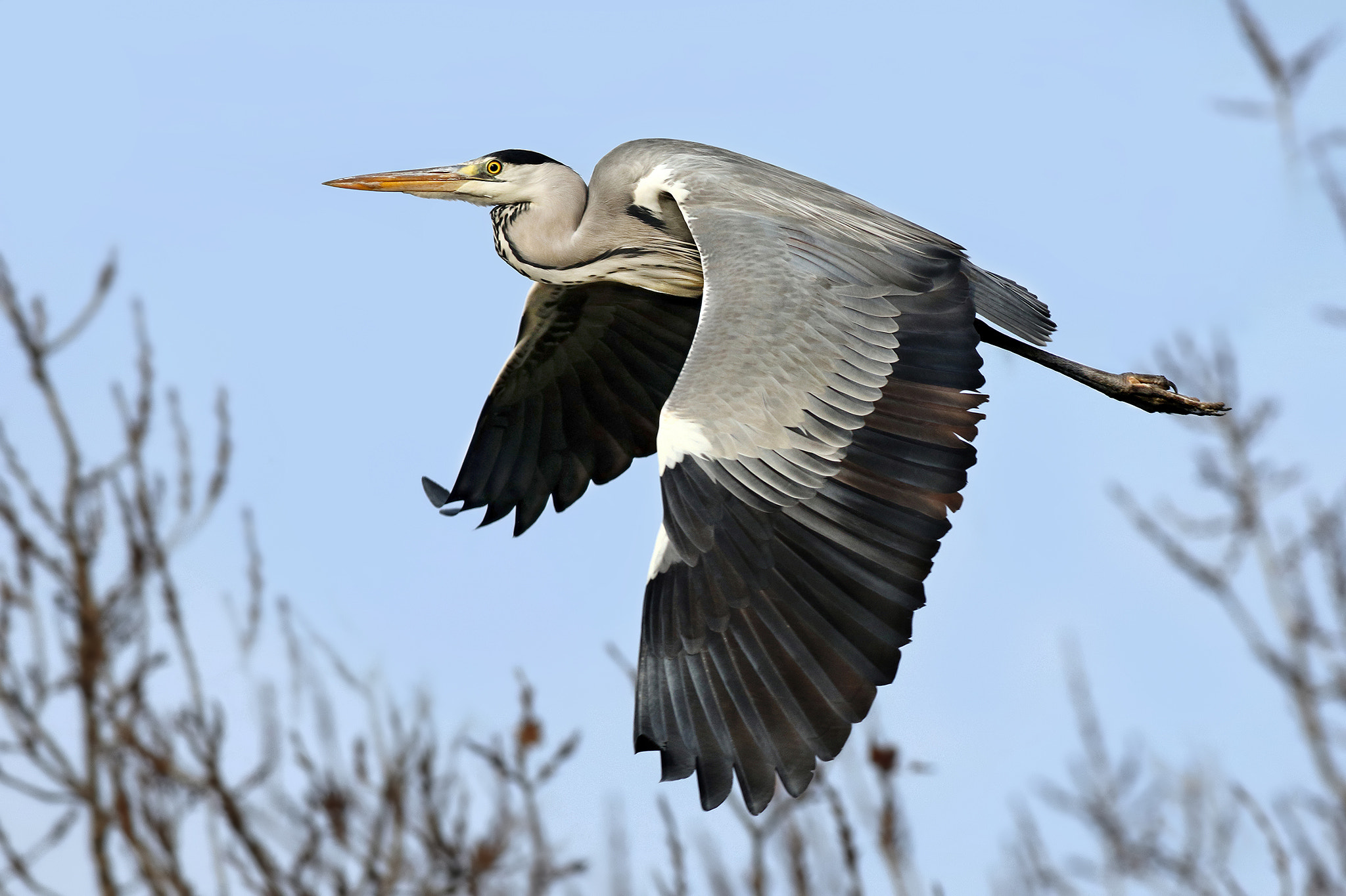 Canon EOS 7D Mark II + Canon EF 500mm f/4.5L sample photo. Grey heron photography