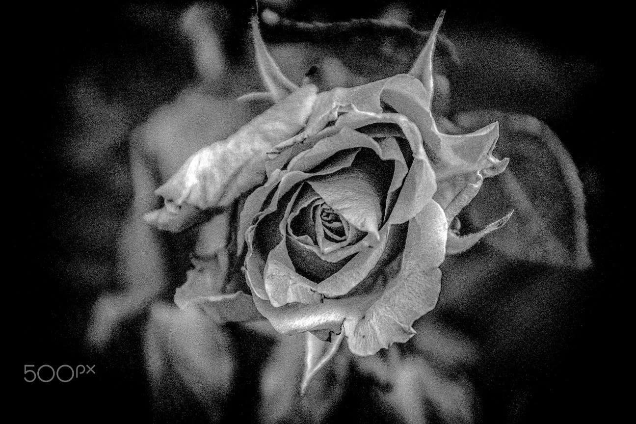 Sigma 18-50mm F2.8-4.5 DC OS HSM sample photo. I got a rose photography