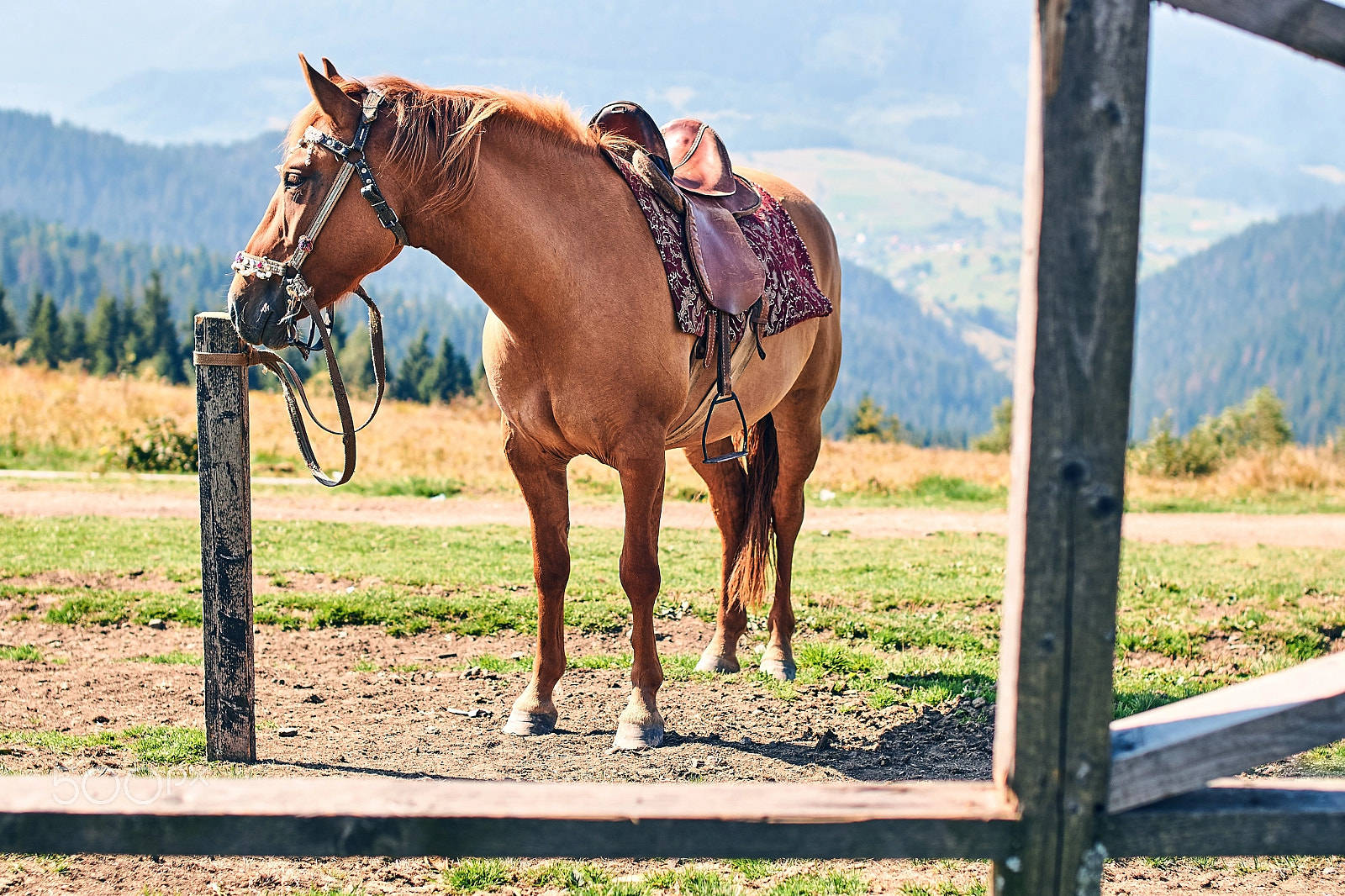 Sony SLT-A57 + Minolta AF 50mm F1.4 [New] sample photo. Horse in the mountains photography