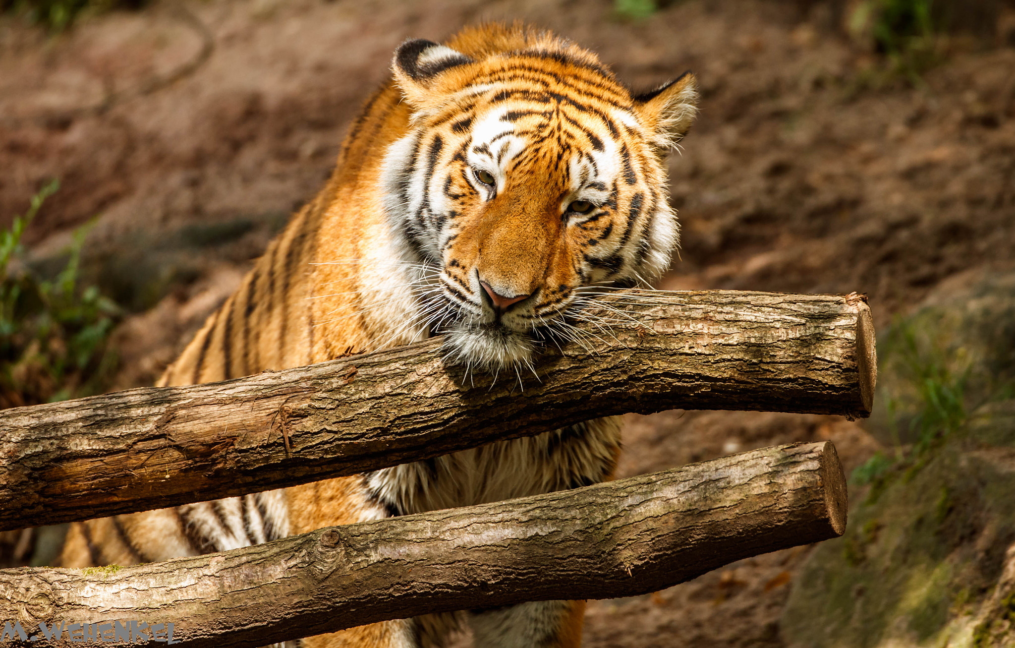 Canon EF 500mm F4L IS USM sample photo. Monday photography
