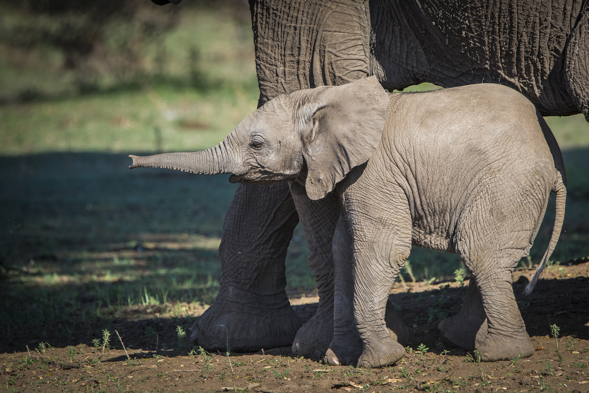 Nikon D600 + Tamron SP 150-600mm F5-6.3 Di VC USD sample photo. Look how long this thing stretches mom? photography